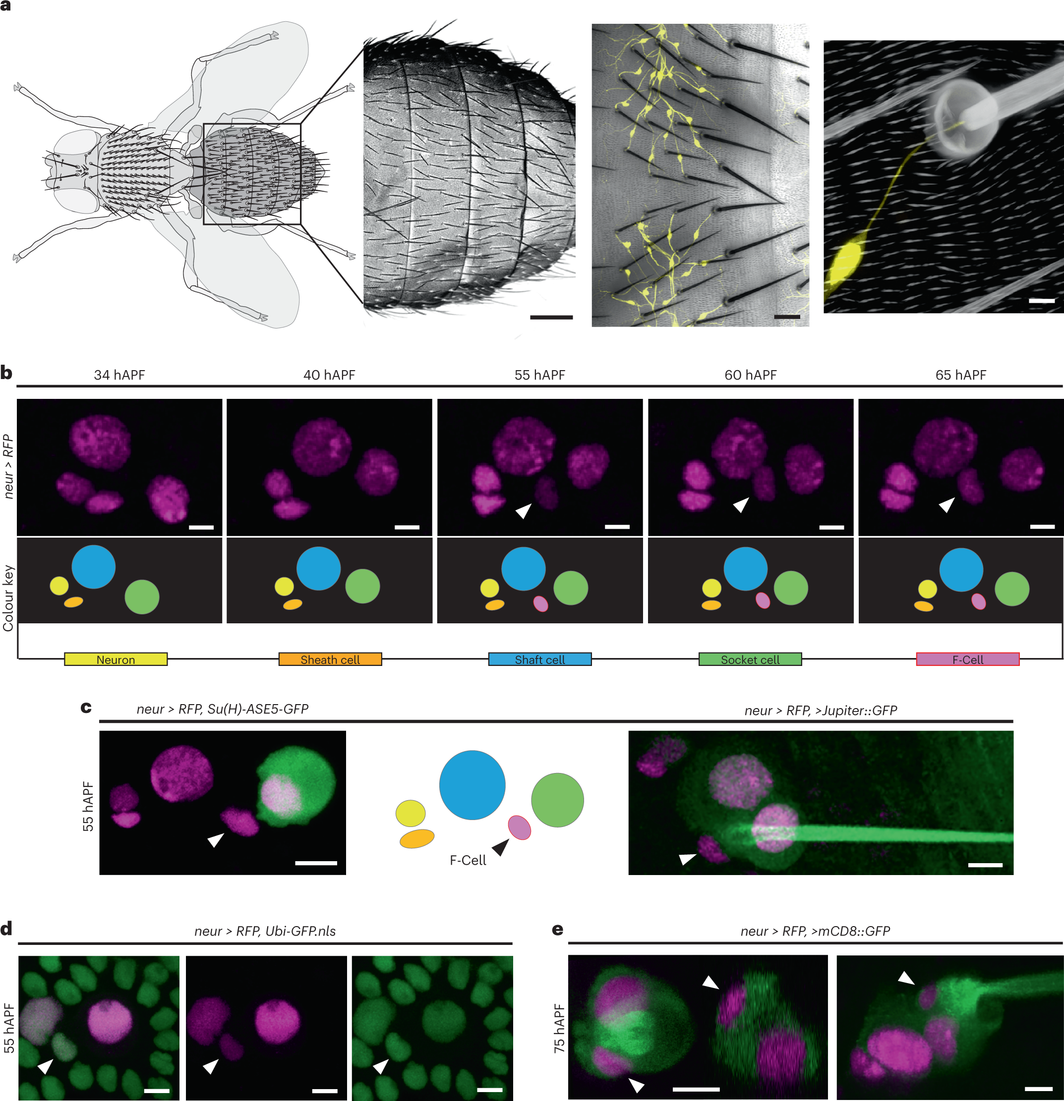 Co-option of epidermal cells enables touch sensing | Nature Cell Biology