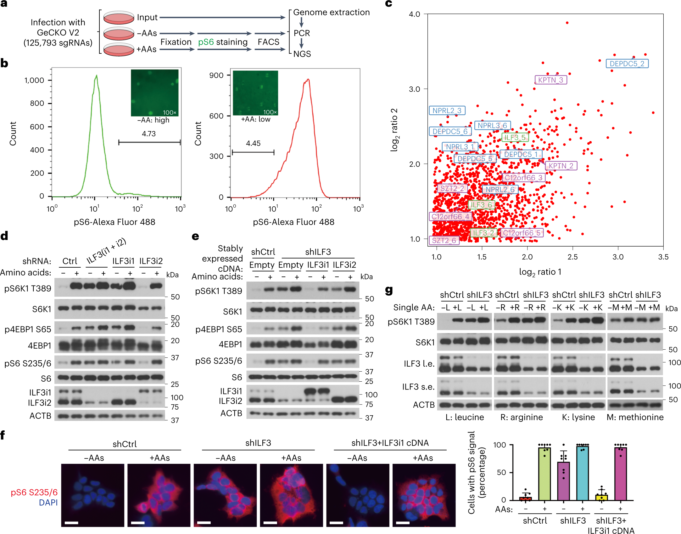 https://media.springernature.com/full/springer-static/image/art%3A10.1038%2Fs41556-023-01123-x/MediaObjects/41556_2023_1123_Fig1_HTML.png