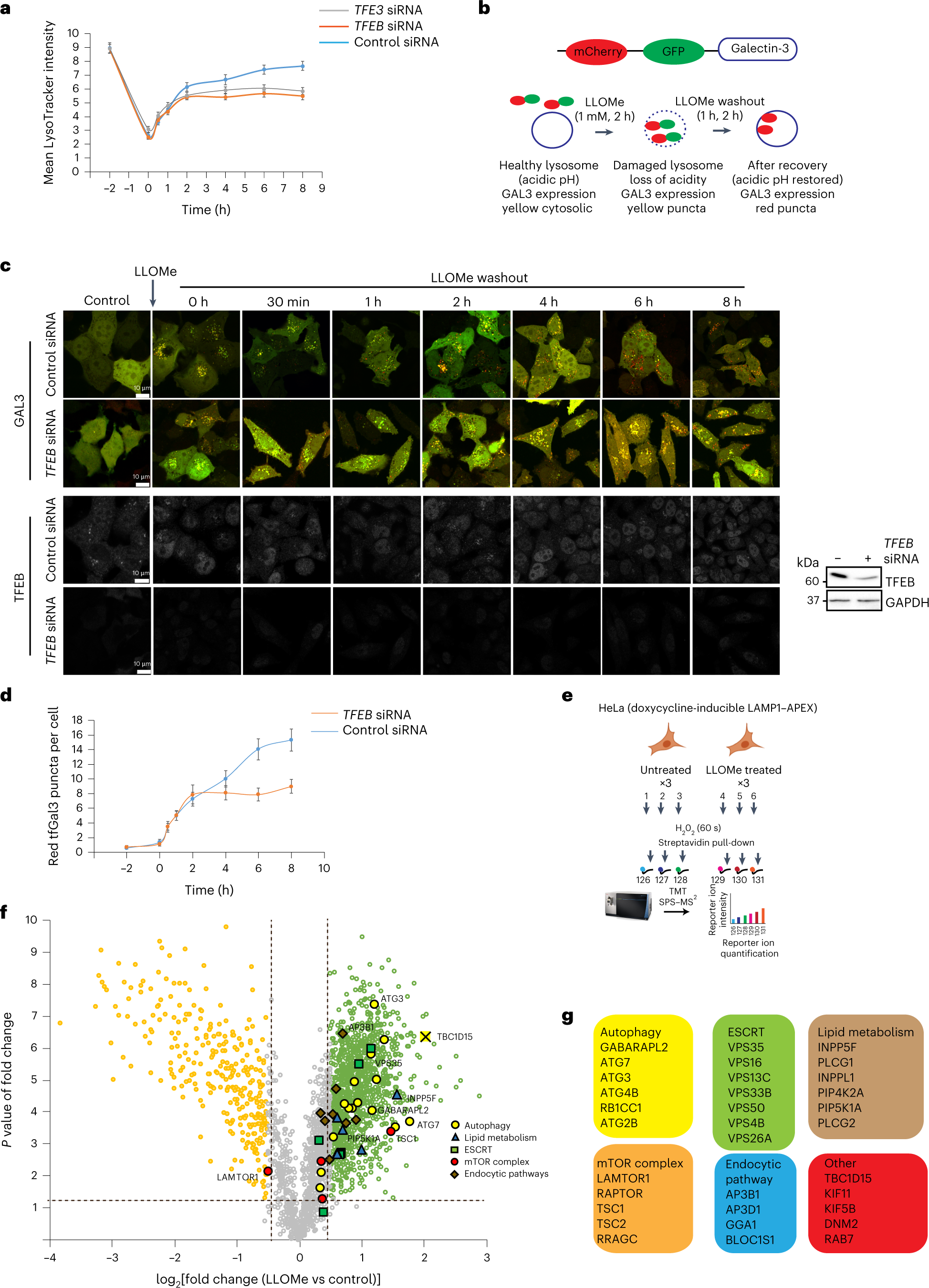 A lysosome membrane regeneration pathway depends on TBC1D15 and autophagic lysosomal reformation proteins