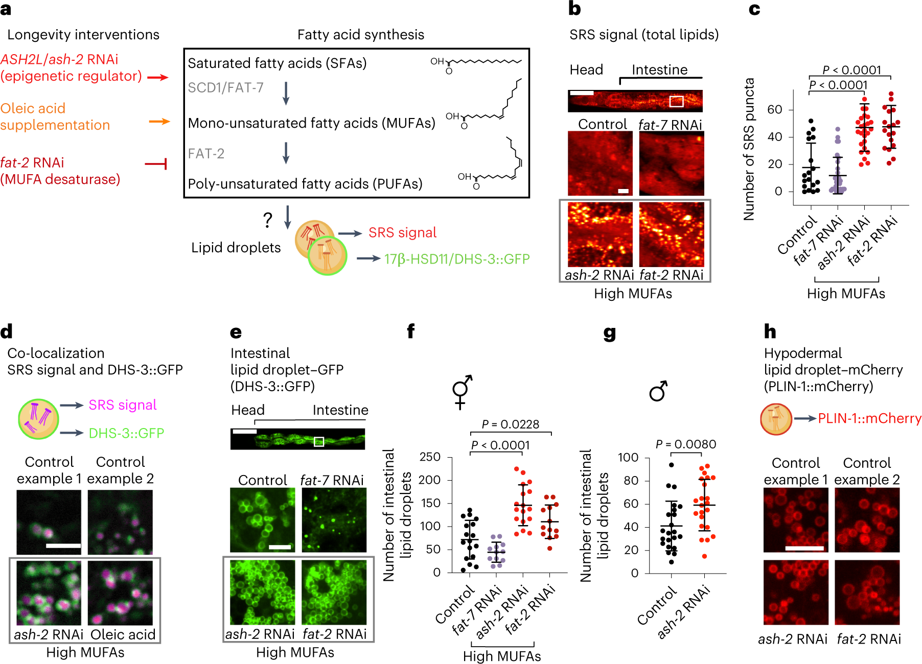 Lipid droplets and peroxisomes are co-regulated to drive lifespan extension  in response to mono-unsaturated fatty acids
