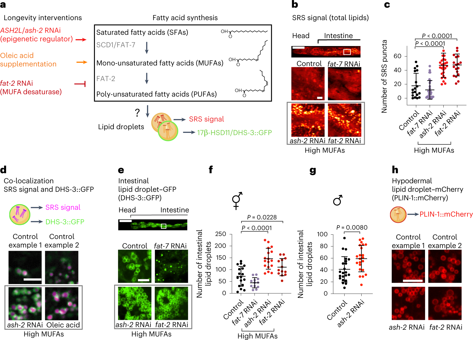 Lipid droplets and peroxisomes are co-regulated to drive lifespan extension  in response to mono-unsaturated fatty acids | Nature Cell Biology