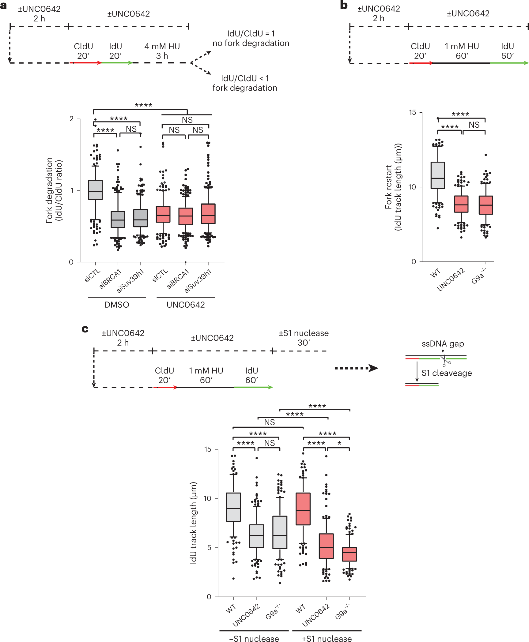 Fig. 5: Loss of transient H3K9me3 accumulation at stalled forks impairs replication fork stability and causes genome instability.