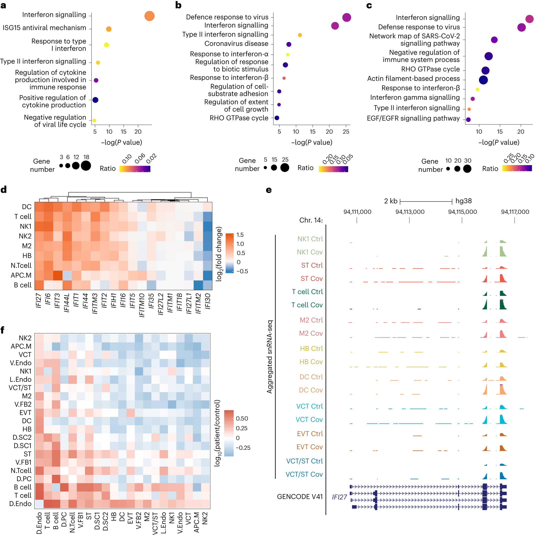 Fig. 3: Immune activation at the MFI during SARS-CoV-2 infection.