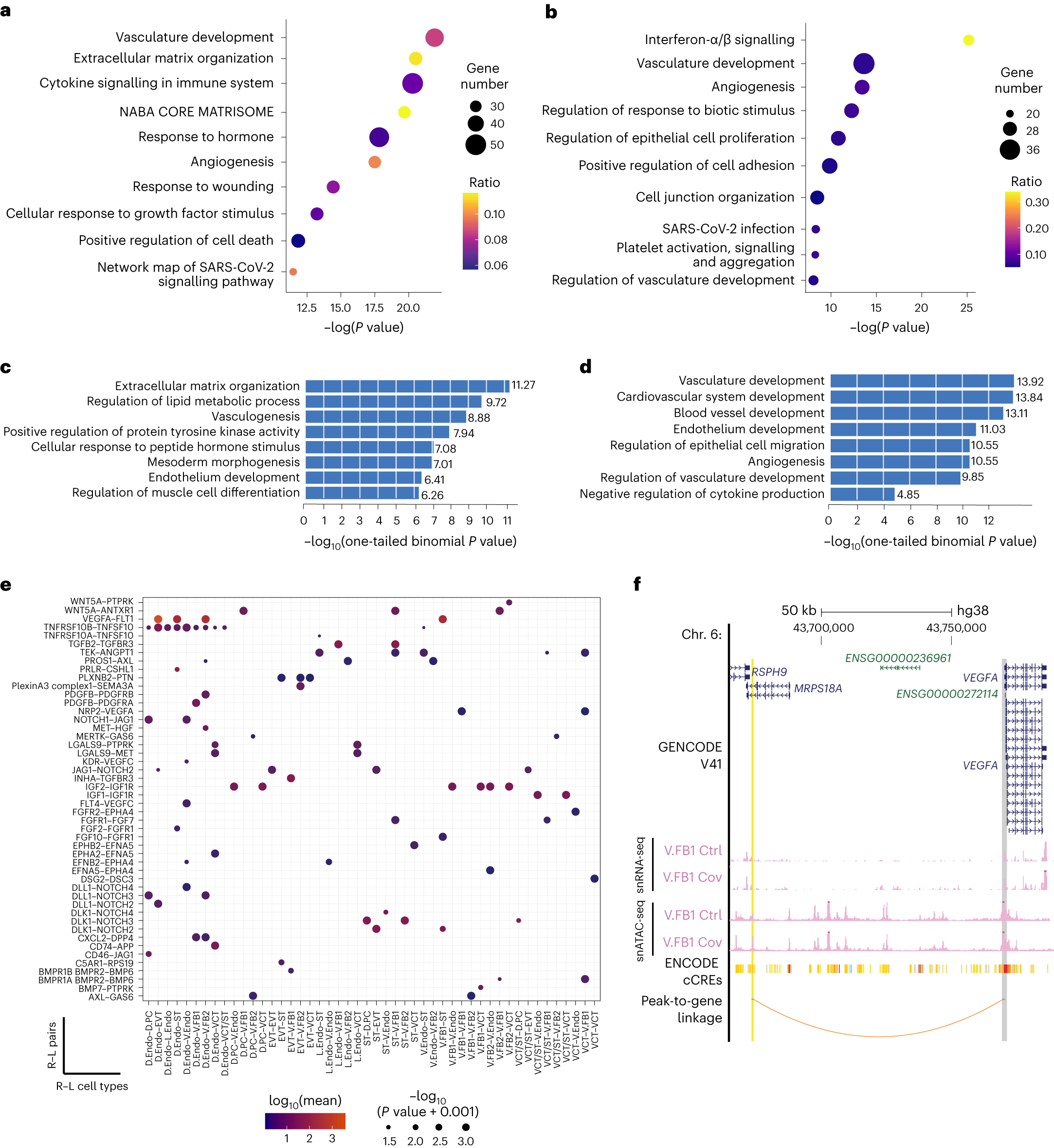 Fig. 4: Dysregulation of angiogenesis pathways due to SARS-CoV-2 infection.