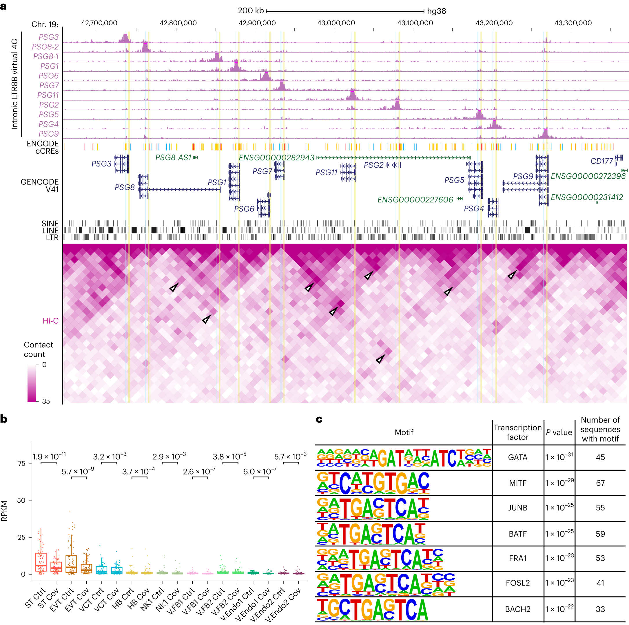 Fig. 8: Intronic LTR8B elements interact with PSG gene promoters.