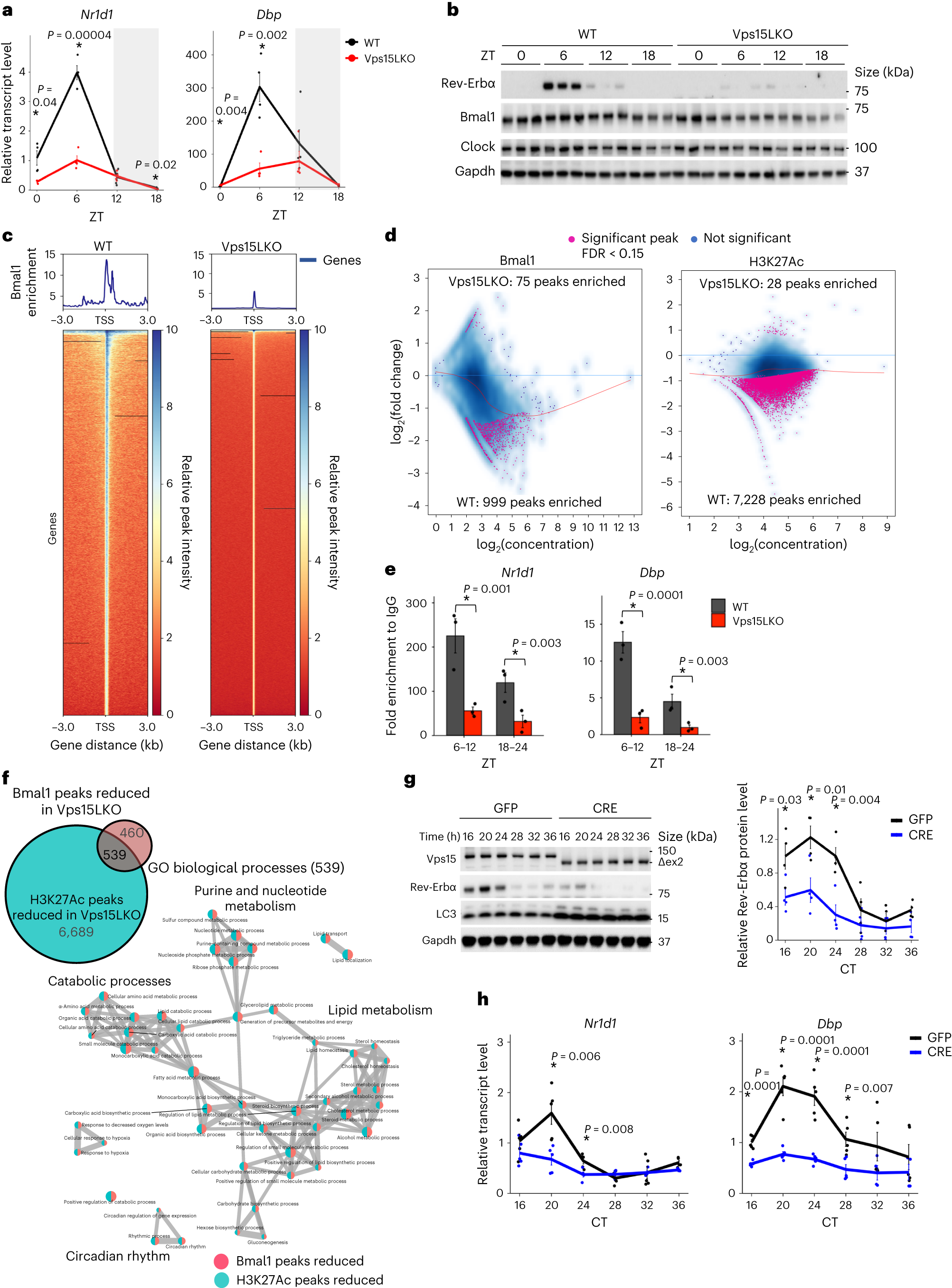 Class 3 PI3K coactivates the circadian clock to promote rhythmic de novo  purine synthesis | Nature Cell Biology