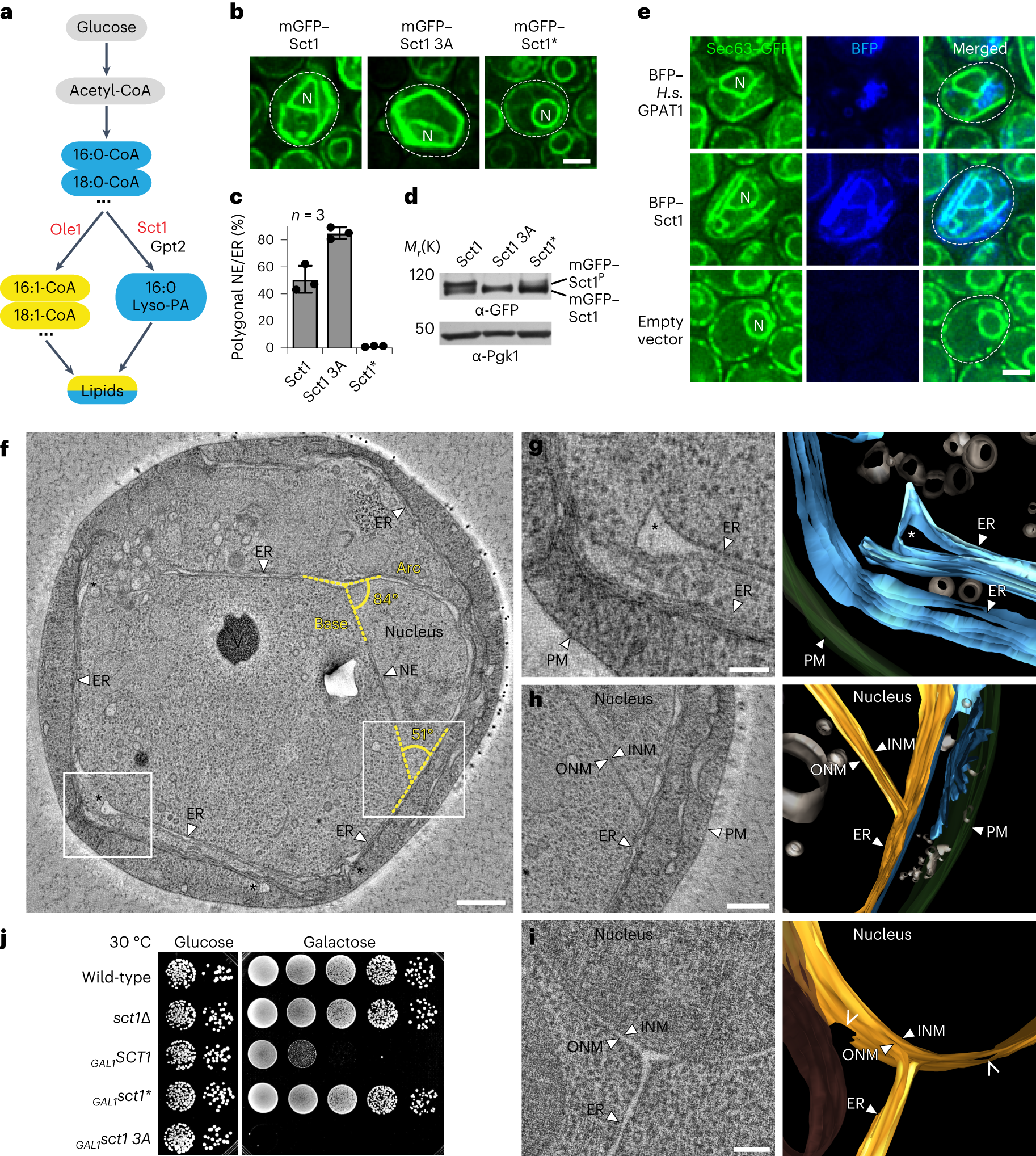 lipid panel basichep c ab ei w/conf scrn bilayers determine allostery but not intrinsic affinity of cAMP to pacemaker channels Lipid Immunostaining: Part 2 Once again for my new