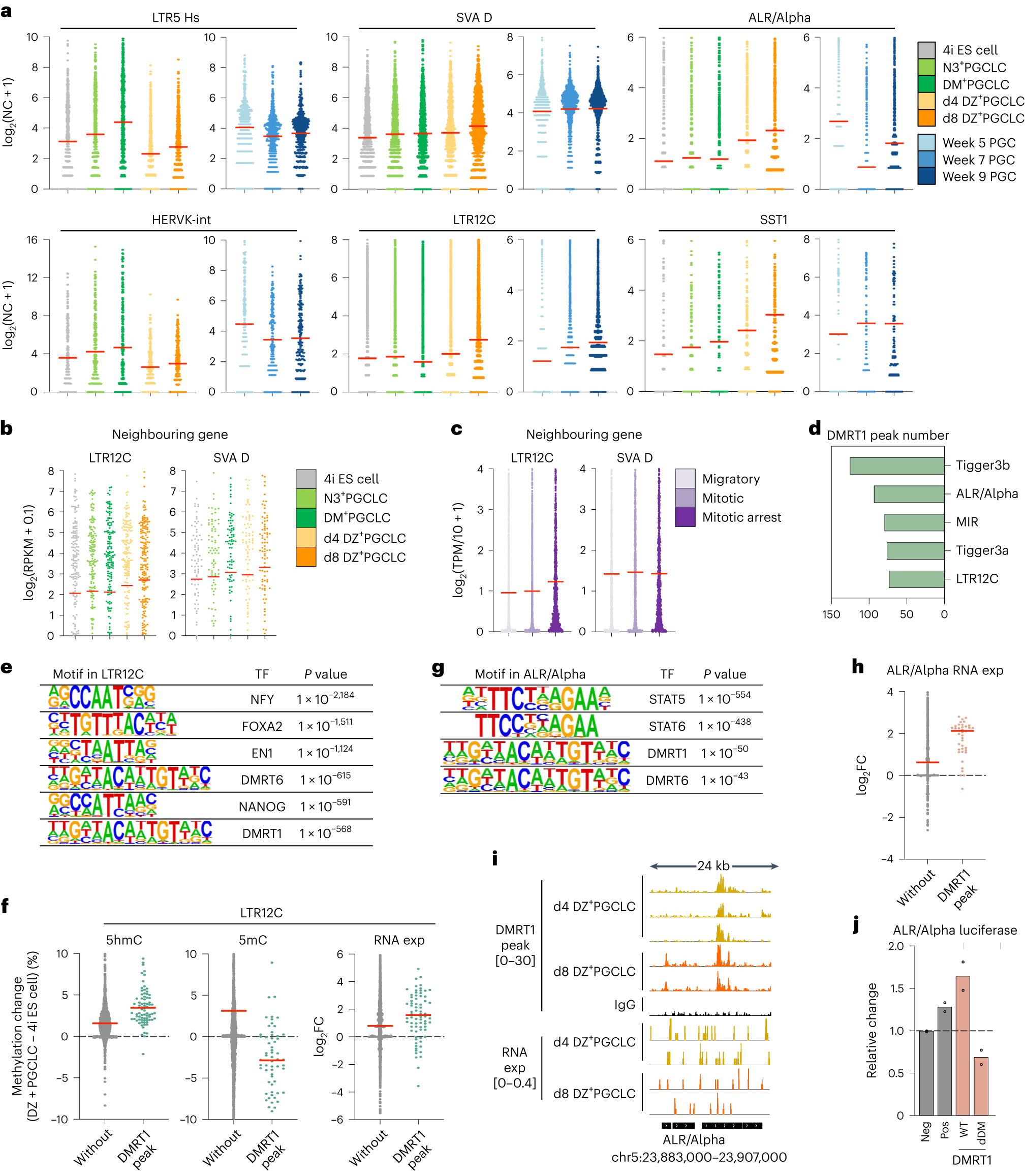 Fig. 7: Regulation of genomic repeat elements and DMRT1 in early human germline.