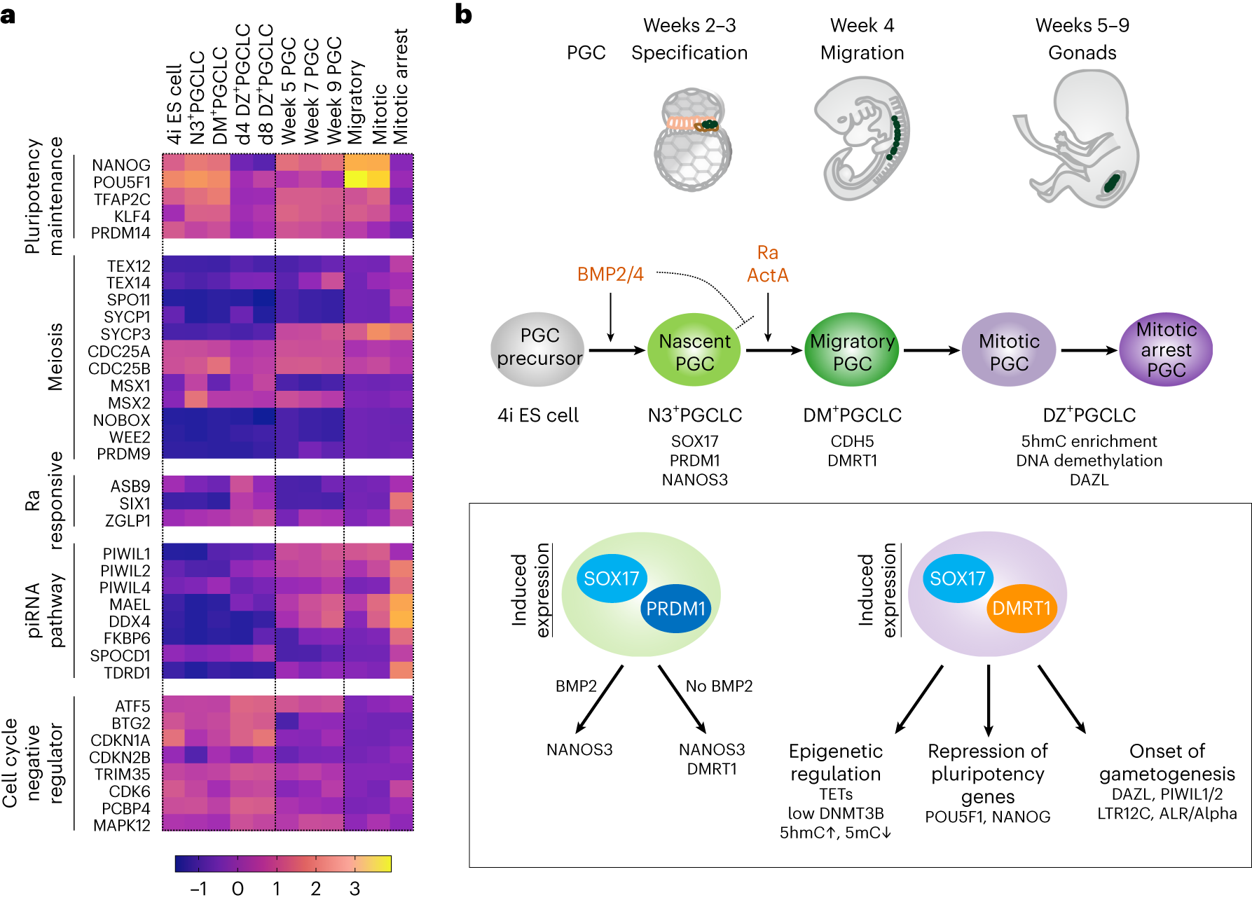 Fig. 8: Molecular regulation of human germline commitment.