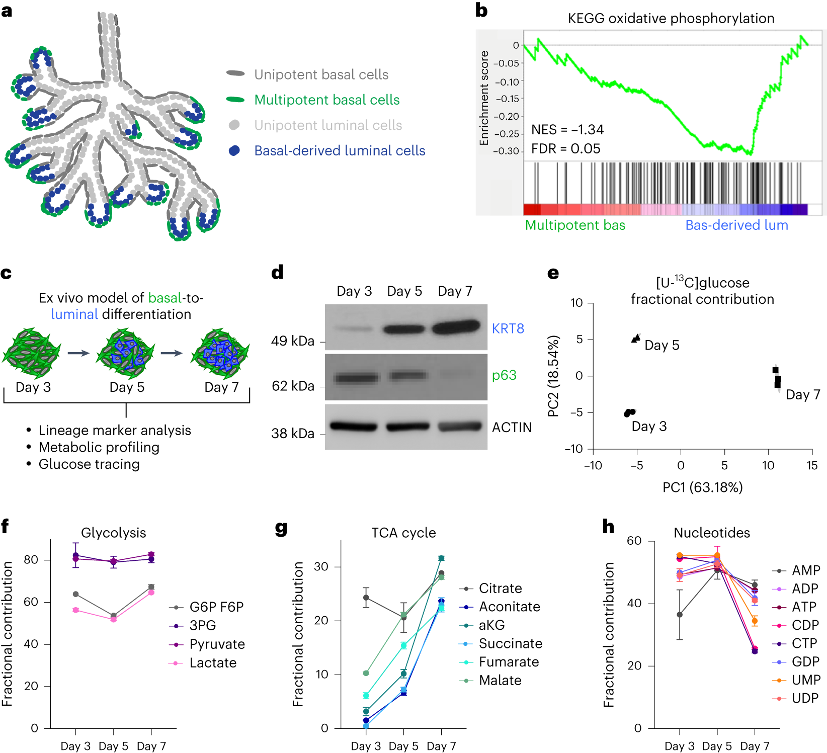 Fig. 2: Basal-to-luminal differentiation is accompanied by increased pyruvate oxidation.