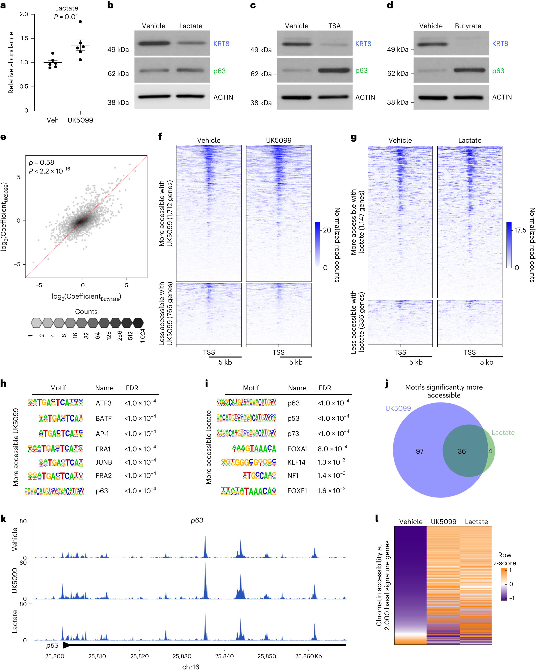 Fig. 5: Intracellular lactate accumulation results in large-scale chromatin remodelling of key lineage-specific transcription factors.