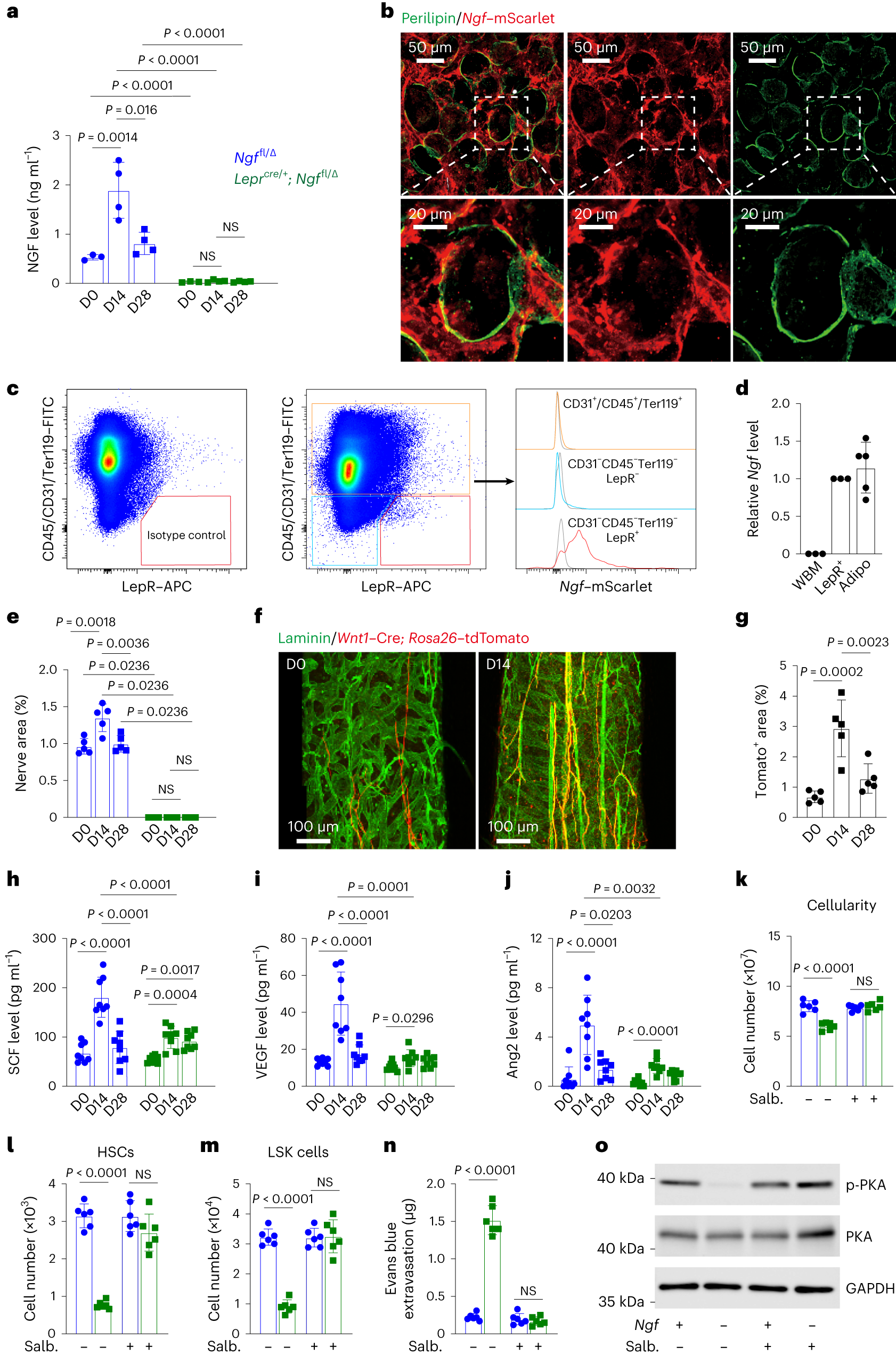 Fig. 5: NGF from LepR+ cells and adipocytes promotes nerve sprouting after irradiation, increasing the expression of regeneration factors.