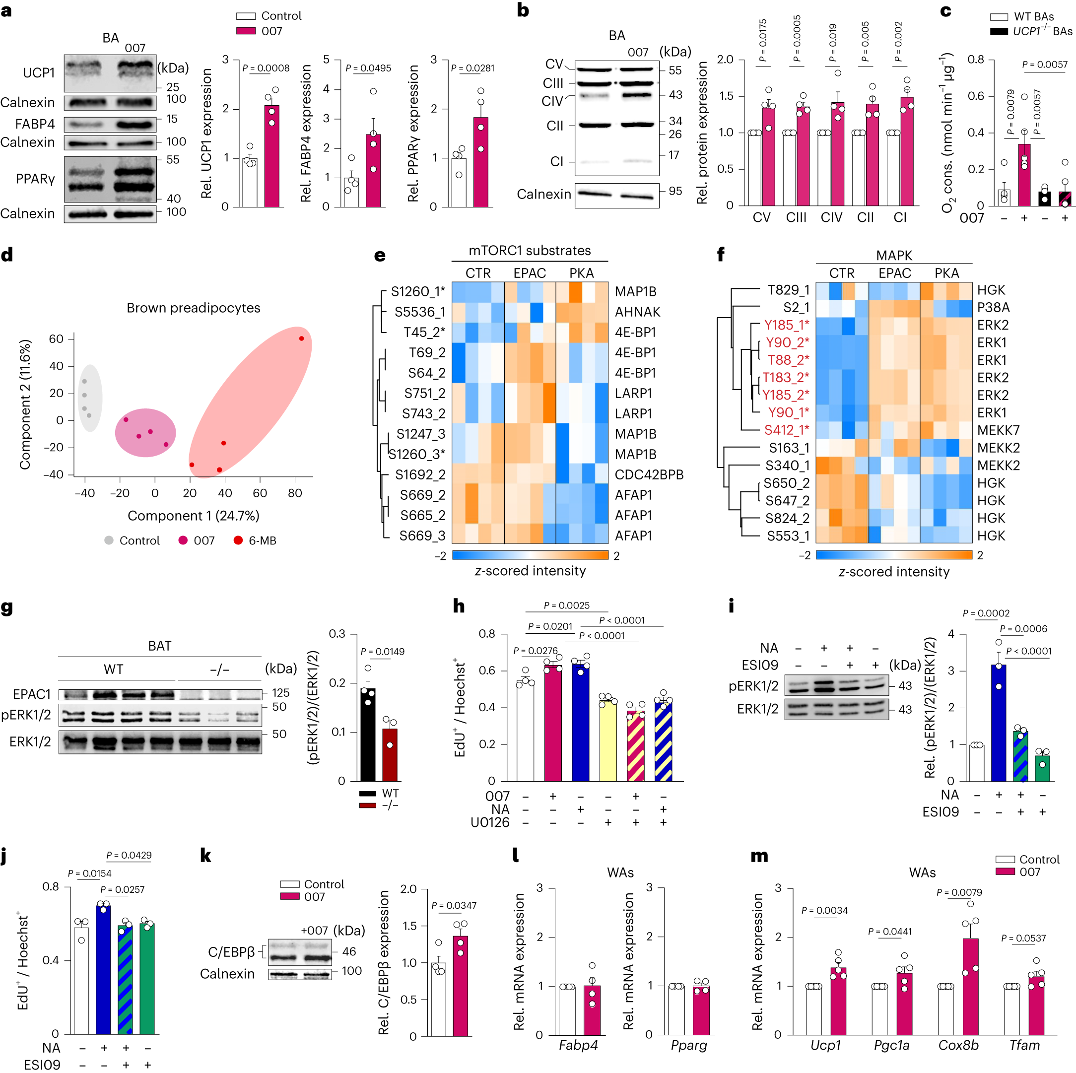 Fig. 1: Activation of EPAC1 promotes brown adipogenesis.