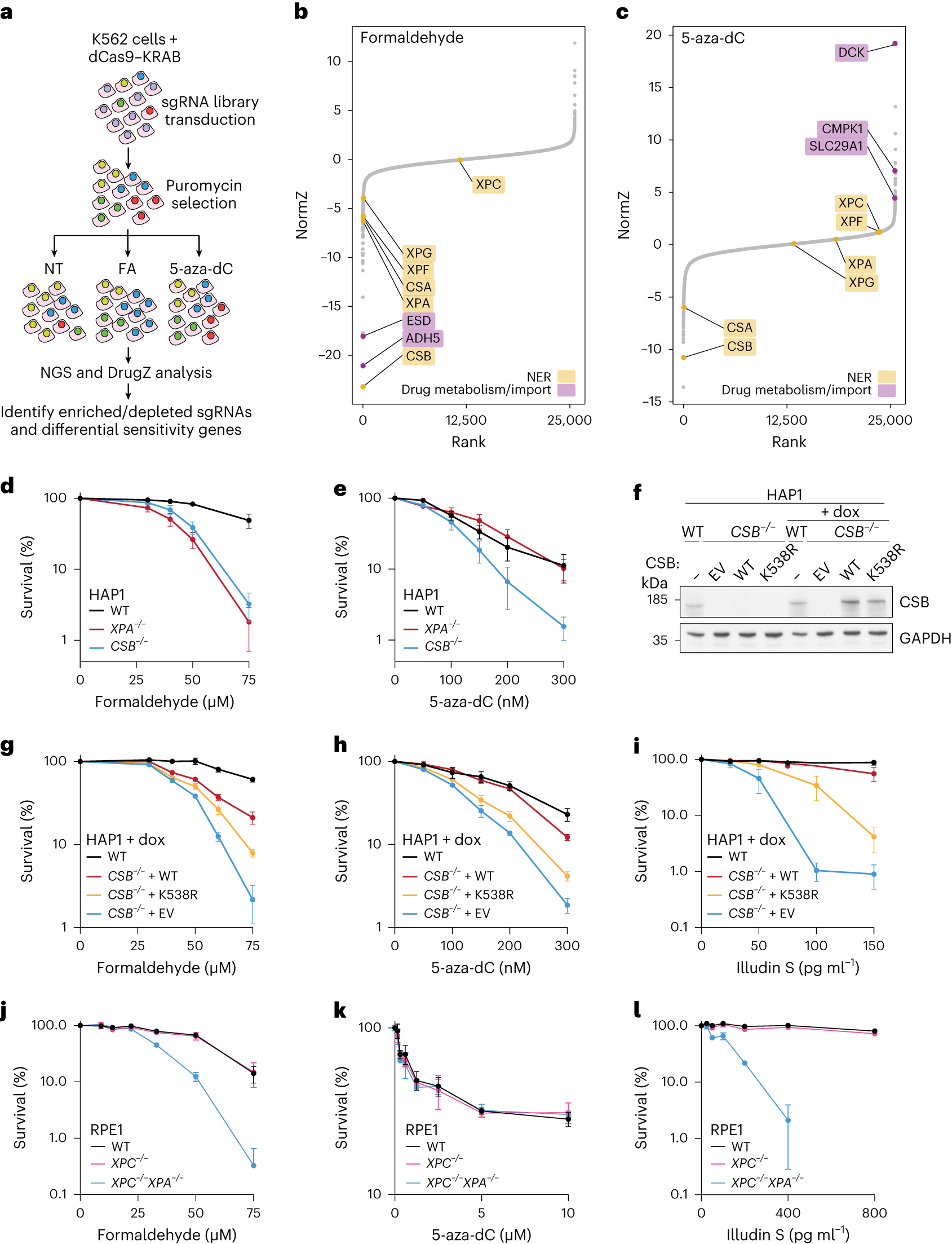 Fig. 1: ERCC6/CSB mediates cellular tolerance of DPCs.