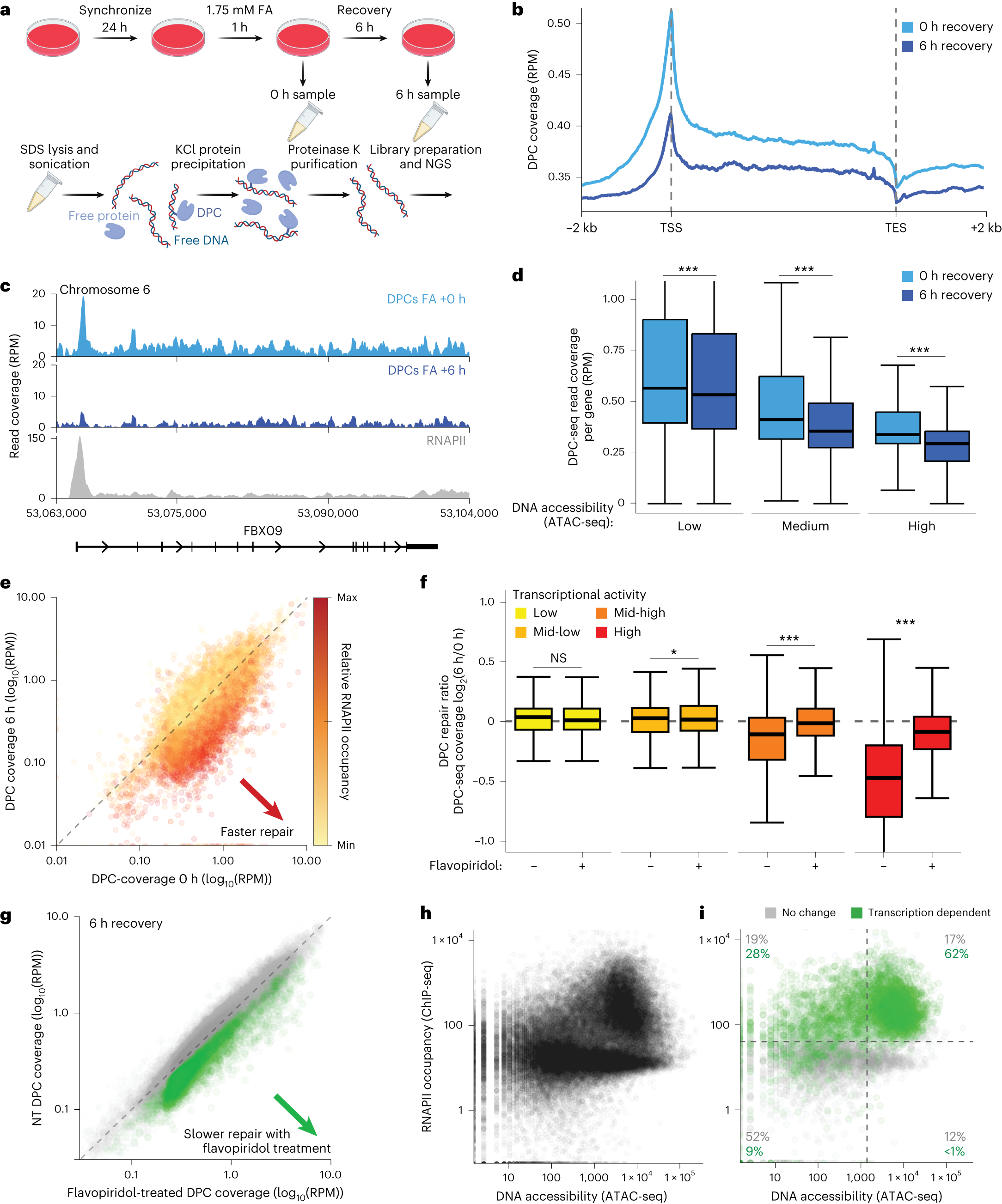 Fig. 6: DPC-seq enables genome-wide mapping of DPC induction and resolution.