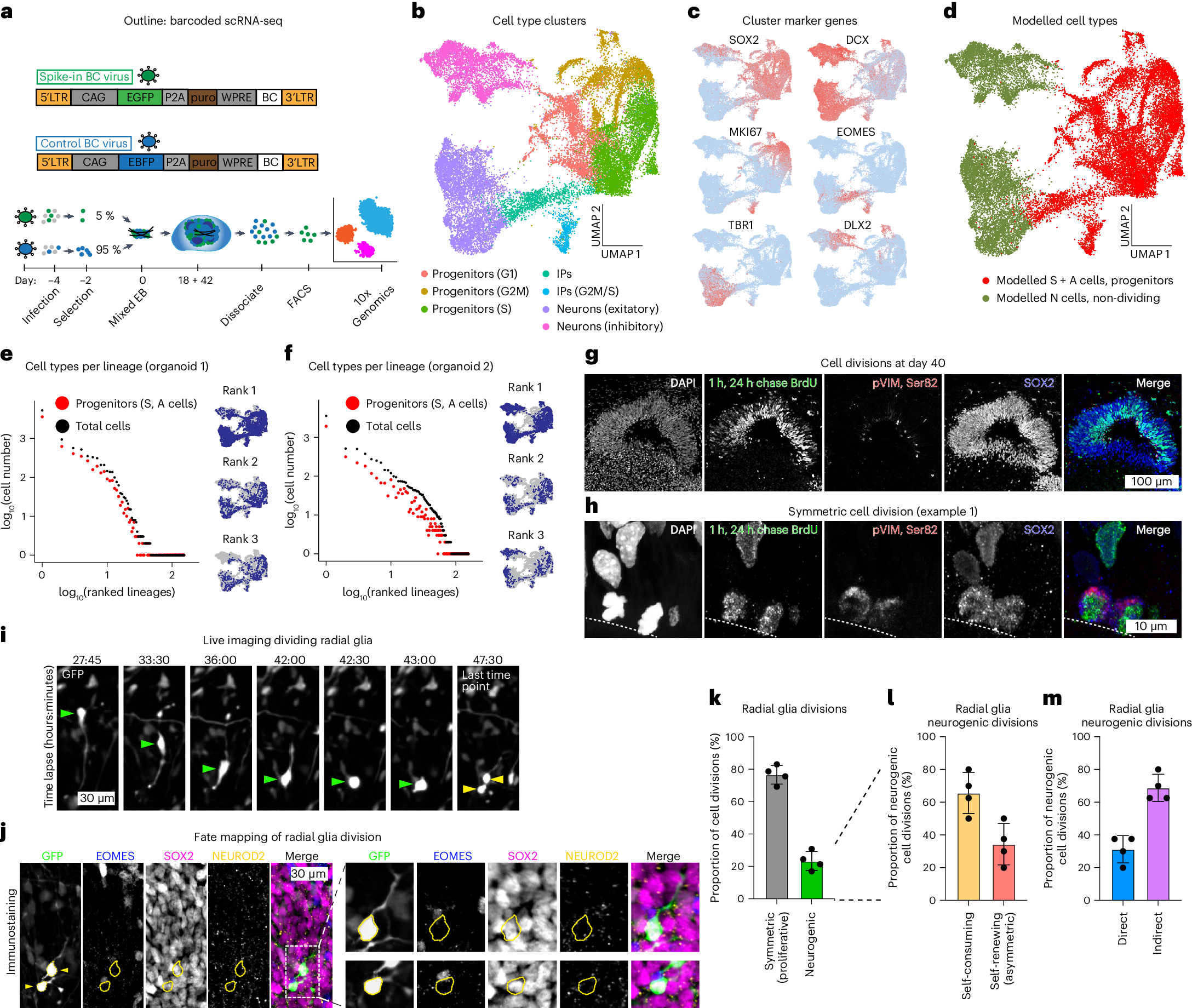 Fig. 3: Prolonged symmetric cell divisions in organoids.