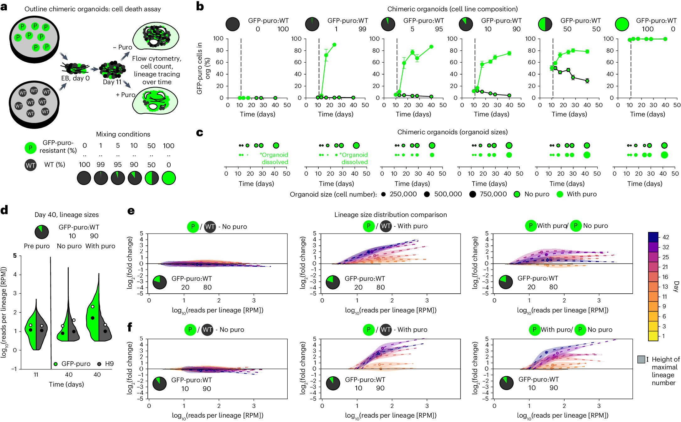 Fig. 4: WT to cell death competition assays in cerebral organoids.