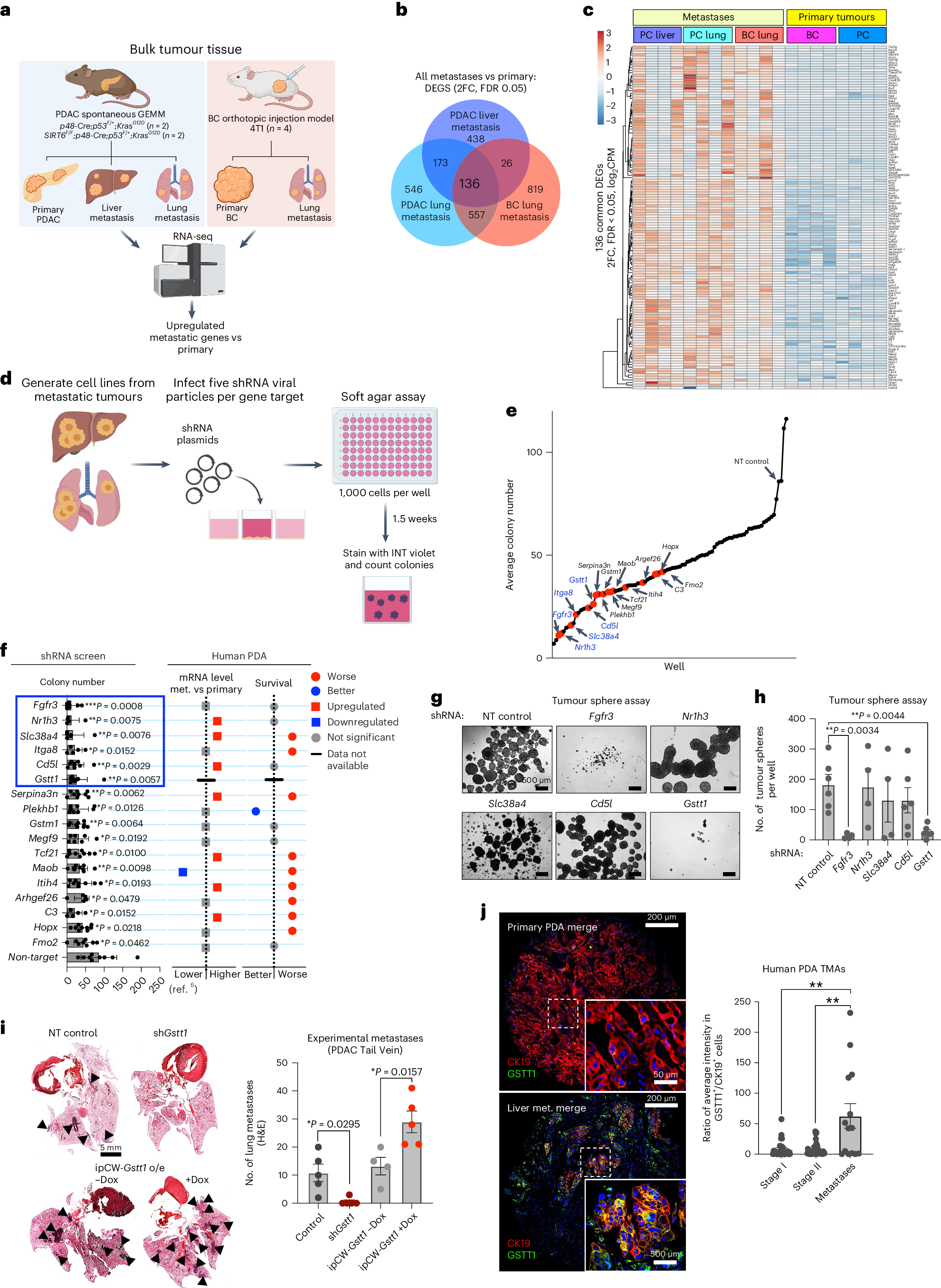 The glutathione S-transferase Gstt1 drives survival and dissemination in  metastases