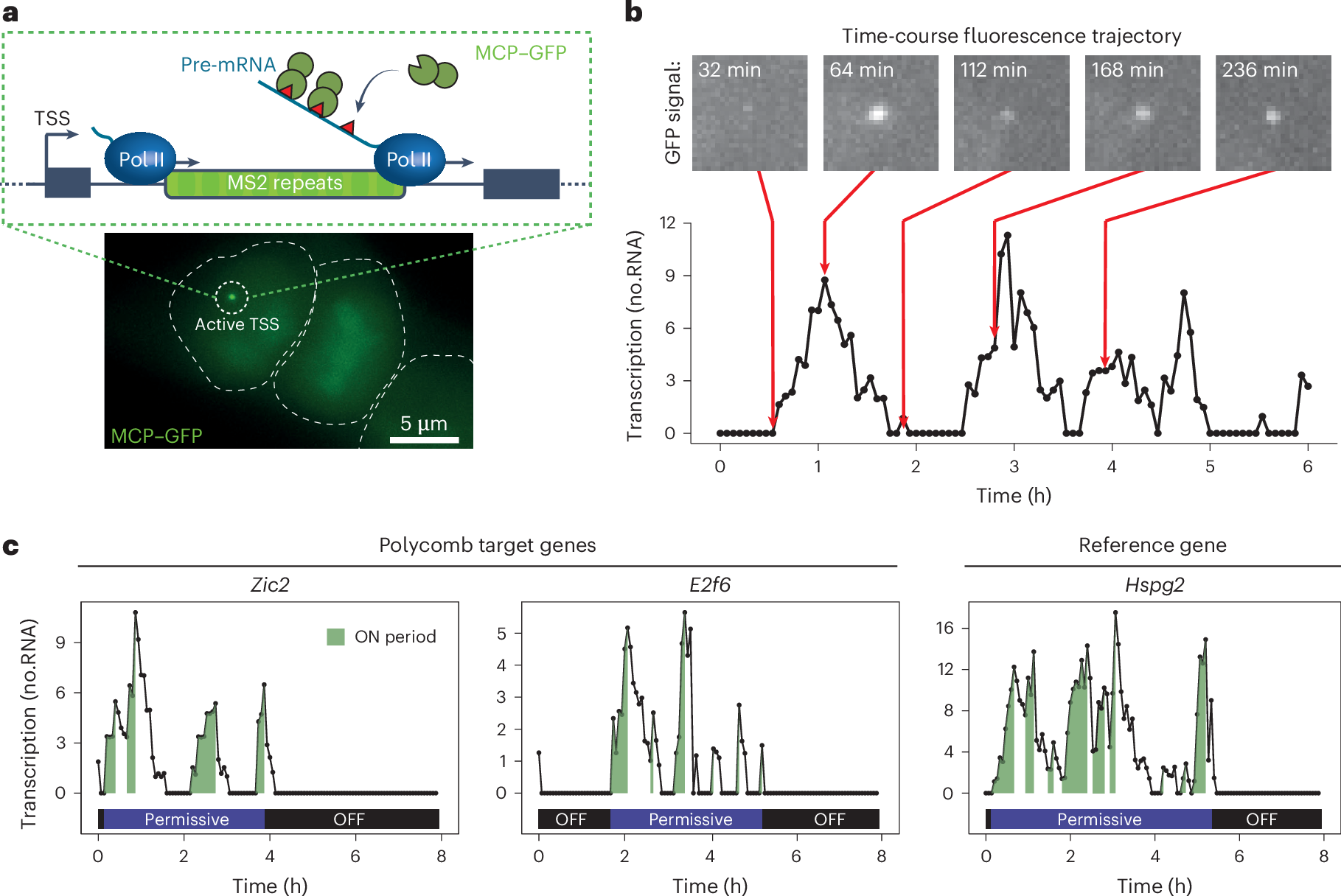 Fig. 1: Imaging Polycomb gene transcription in live cells.