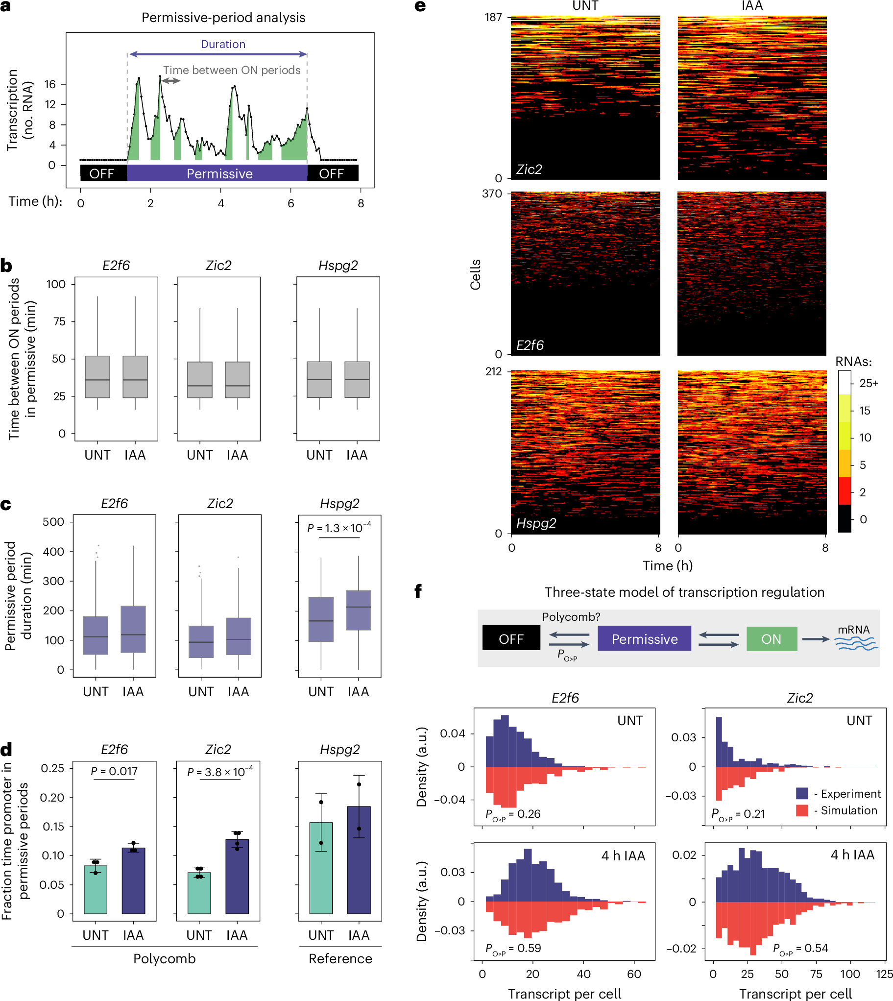 Fig. 3: PRC1 sustains a deep OFF state that is refractory to transcription and counteracts gene expression.