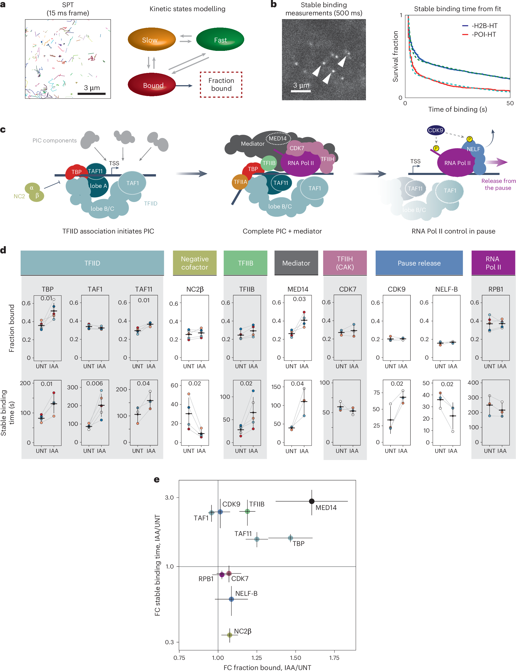 Fig. 4: PRC1 counteracts binding of early PIC-forming components.