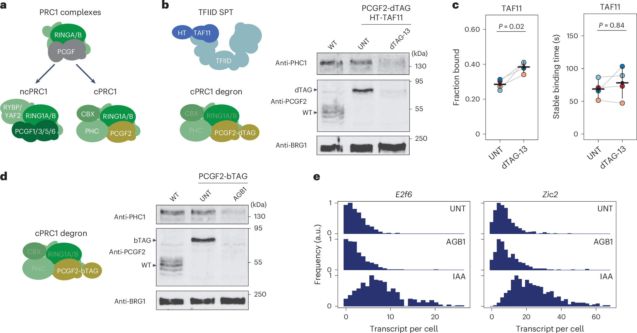 Fig. 5: cPRC1 complexes do not regulate stable PIC binding nor contribute centrally to Polycomb repression.
