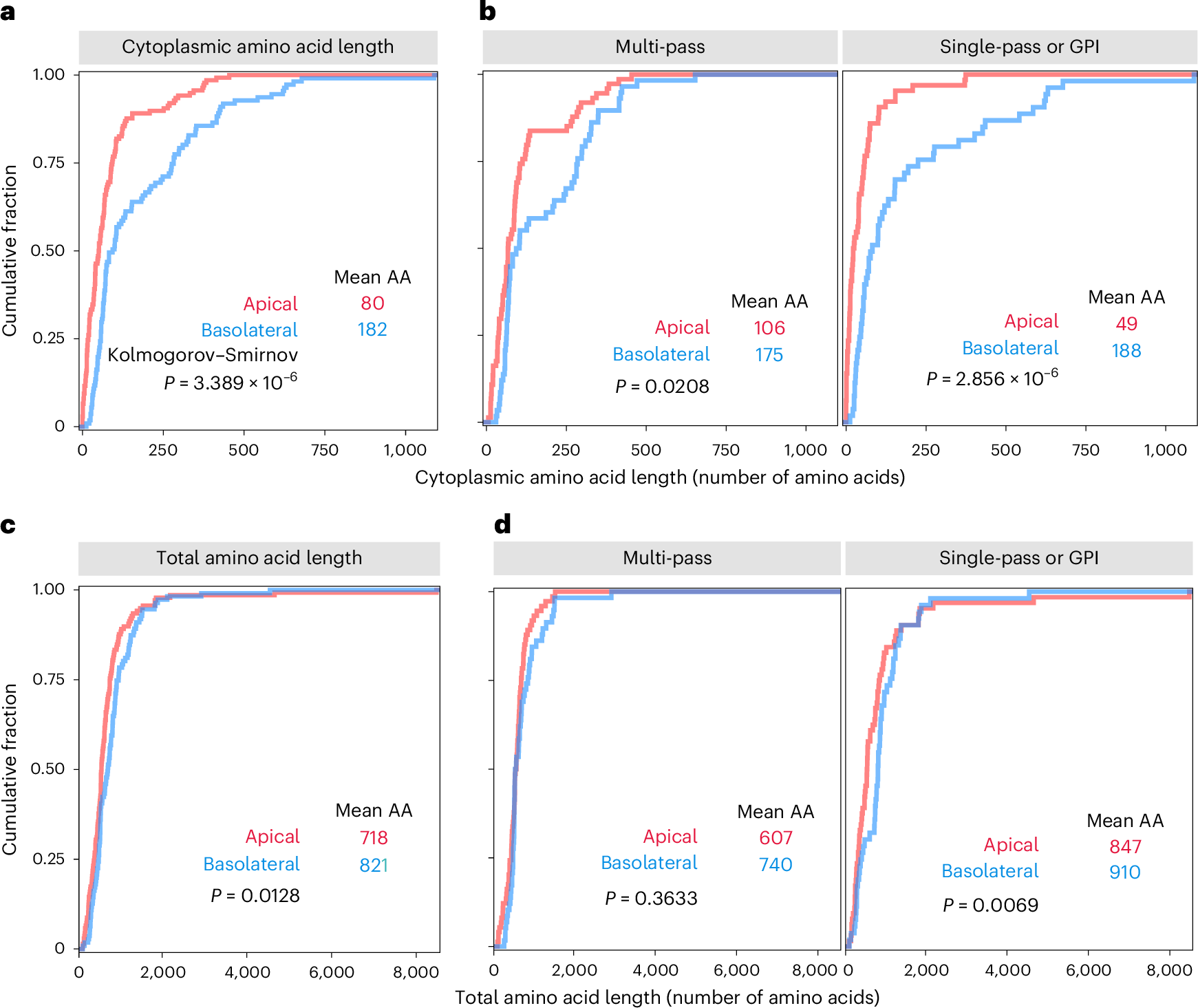 A size filter at the Golgi regulates apical membrane protein 