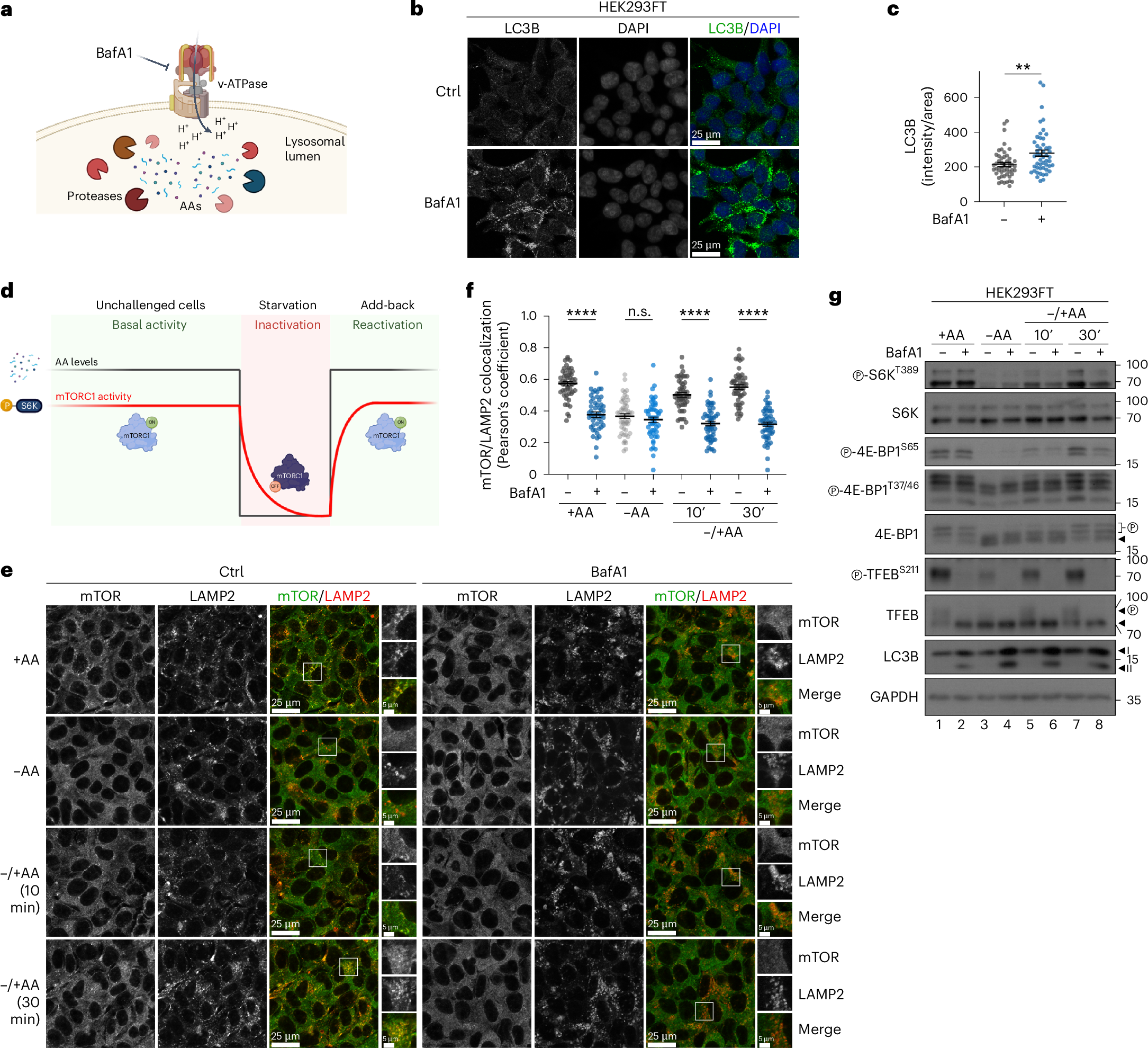 Fig. 1: Blockage of lysosomal function disconnects mTORC1 localization and substrate-specific activity.