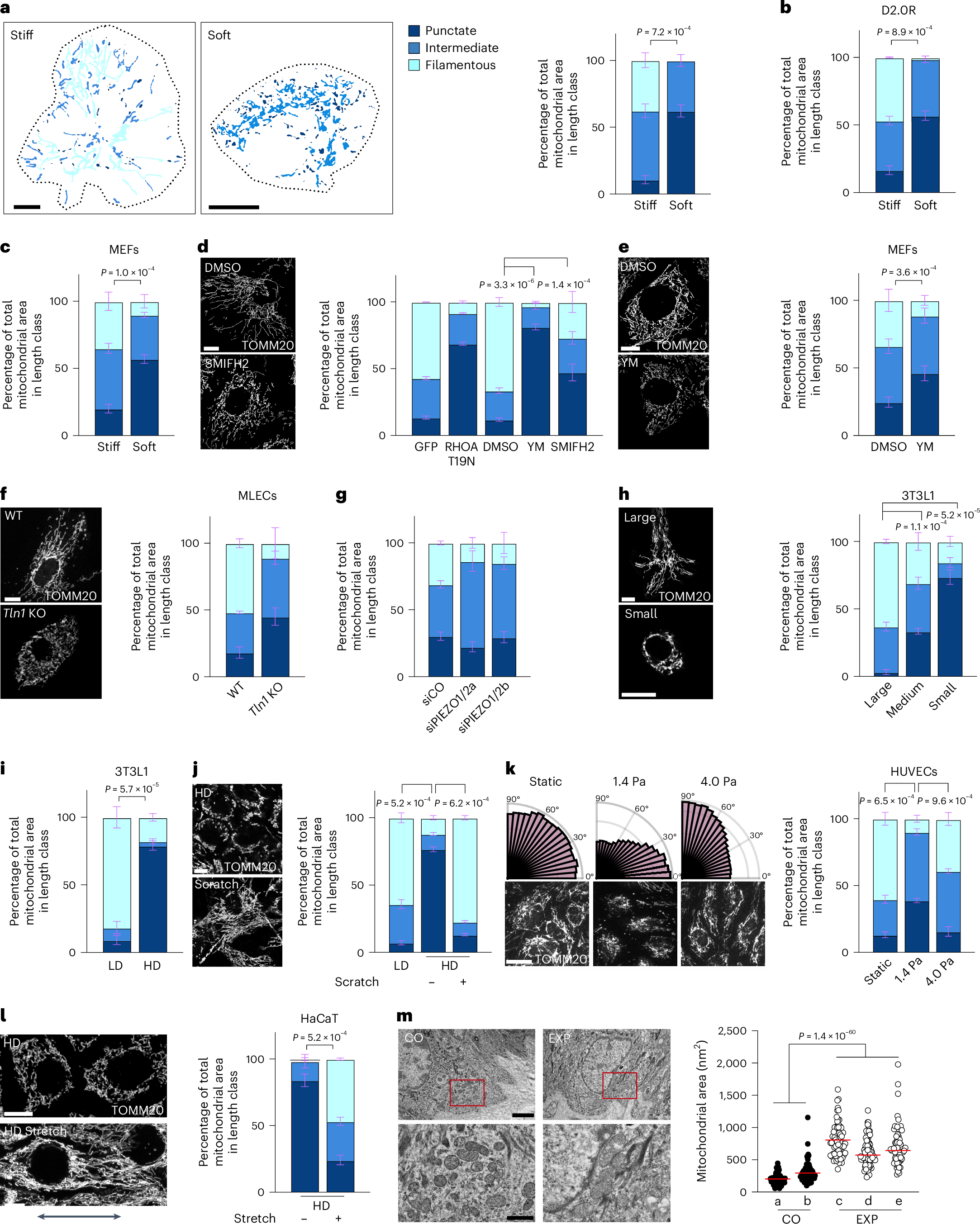 Fig. 1: Forces induce mitochondrial elongation.