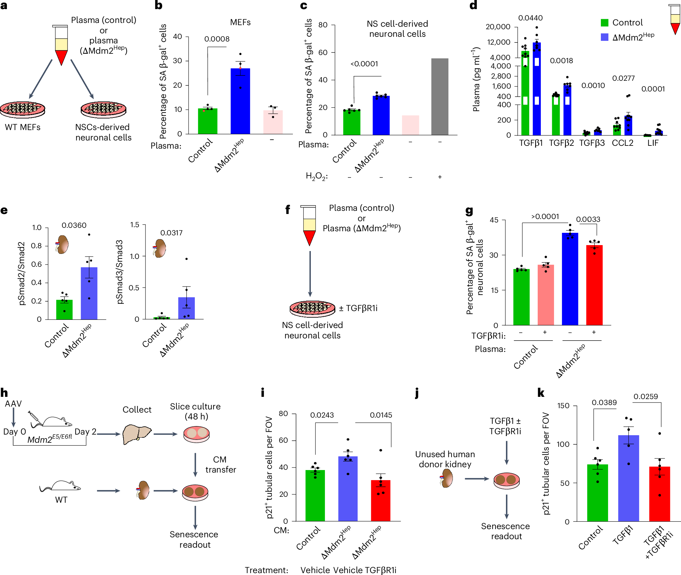 Fig. 4: Hepatic SASP in plasma induces senescence.
