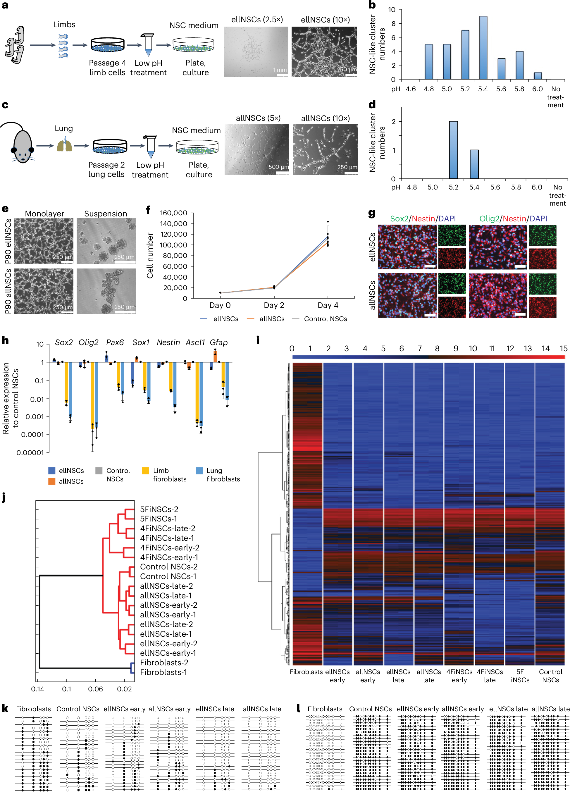 脳外の神経幹細胞の発見(Neural stem cells outside the brain)
