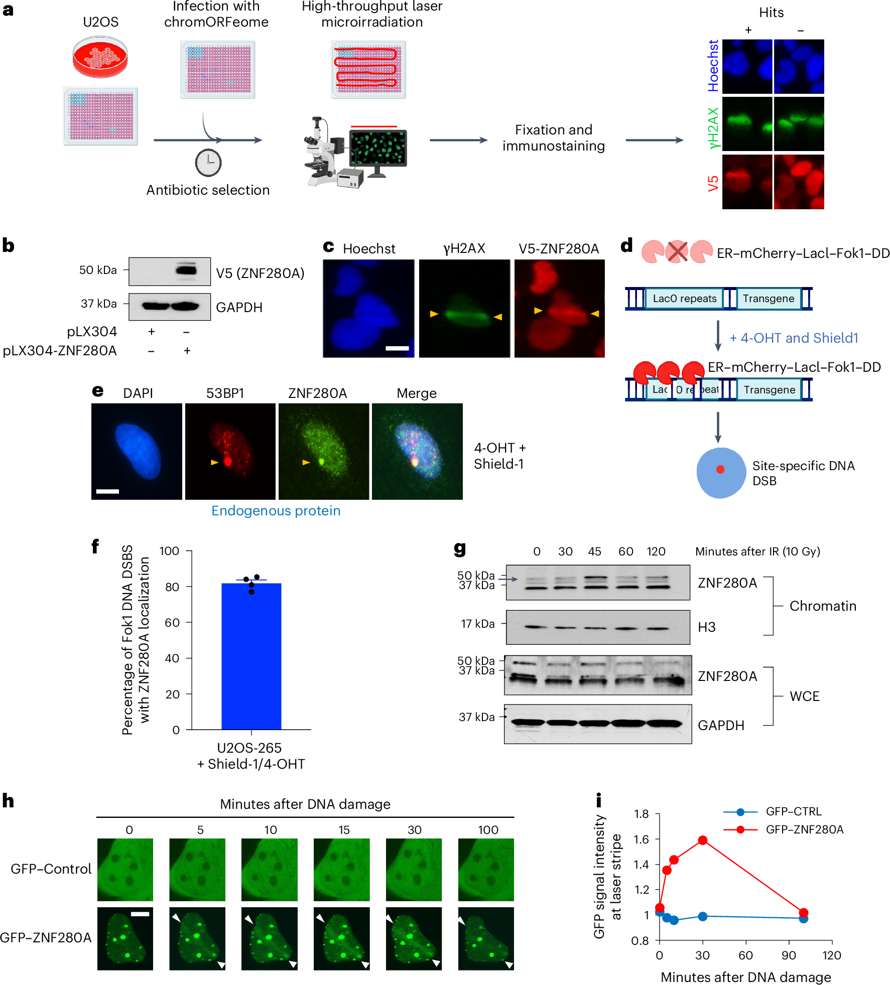 ZNF280A links DNA double-strand break repair to human 22q11.2 distal  deletion syndrome | Nature Cell Biology