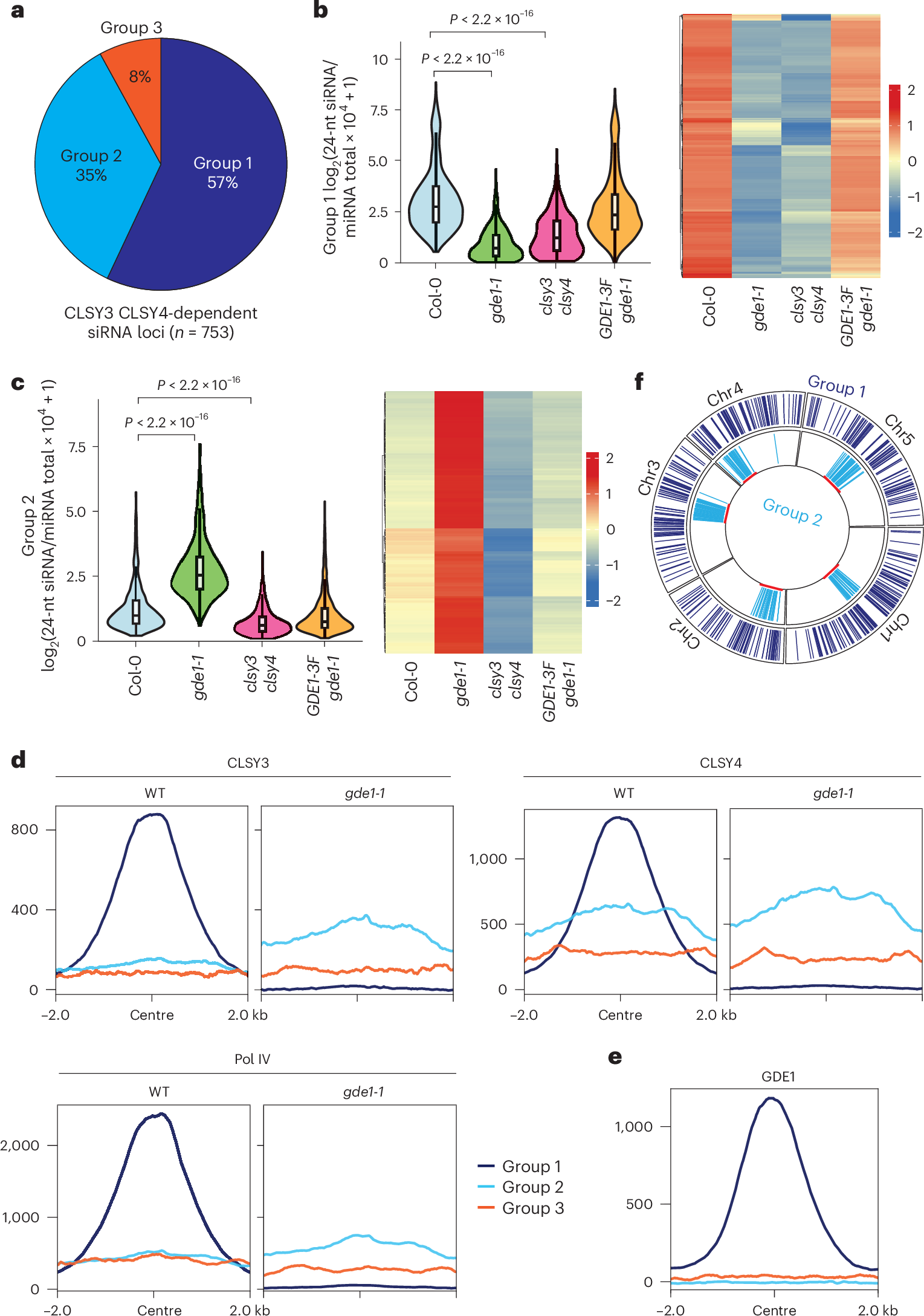 Fig. 2: GDE1 localizes at a subset of CLSY3 CLSY4-dependent siRNA loci for siRNA production and the loss of GDE1 redistributes the CLSY3/4–Pol IV complex to other loci.