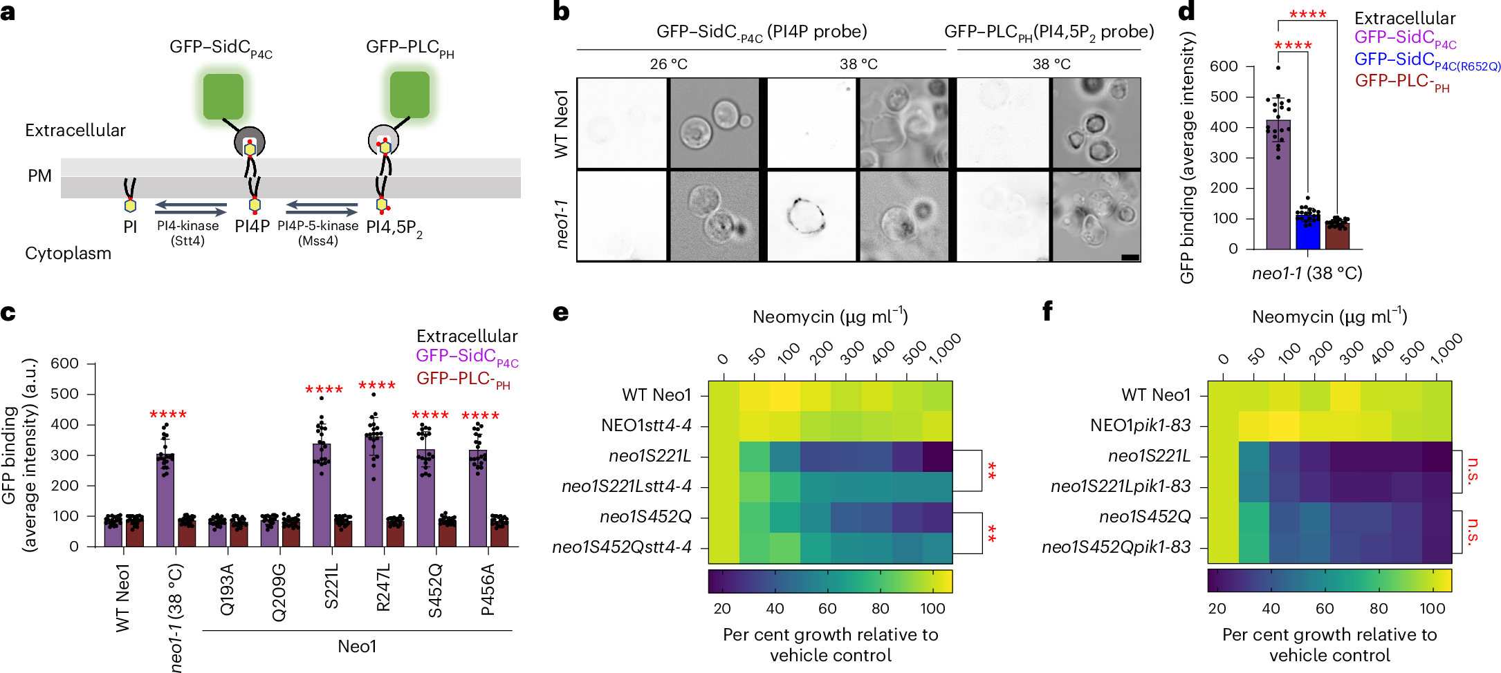 Fig. 2: neo1 mutant cells expose PI4P in the plasma membrane extracellular leaflet.