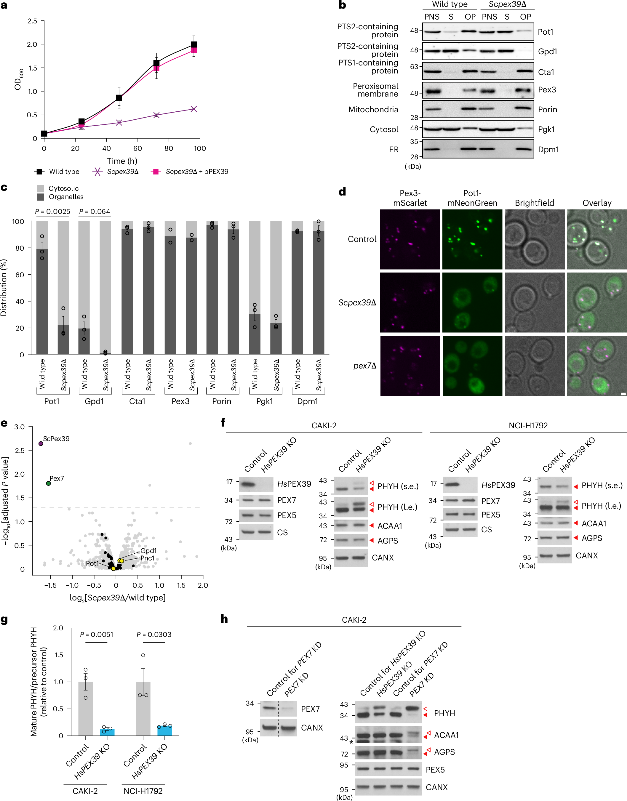 Fig. 2: Loss of PEX39 impairs the import of PTS2-containing proteins.