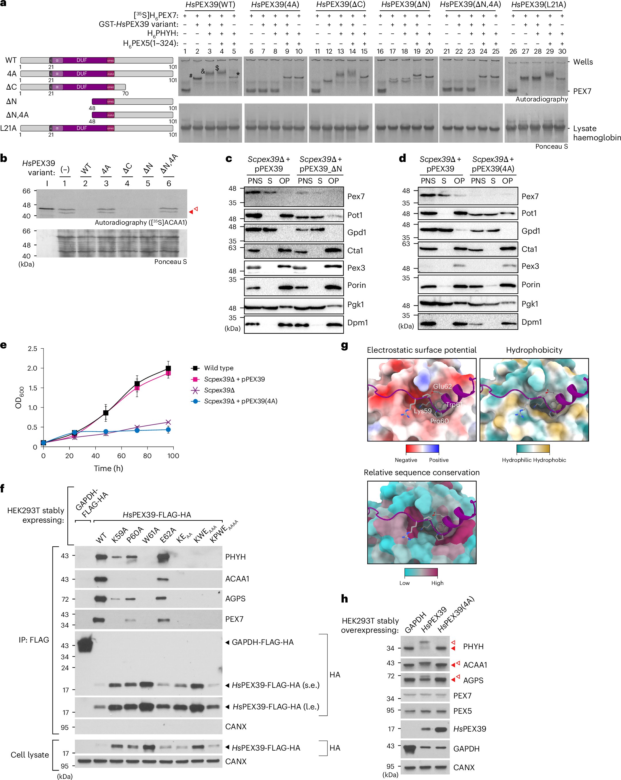 Fig. 5: The N-terminal region and (R/K)PWE motif are essential for PEX39 function.