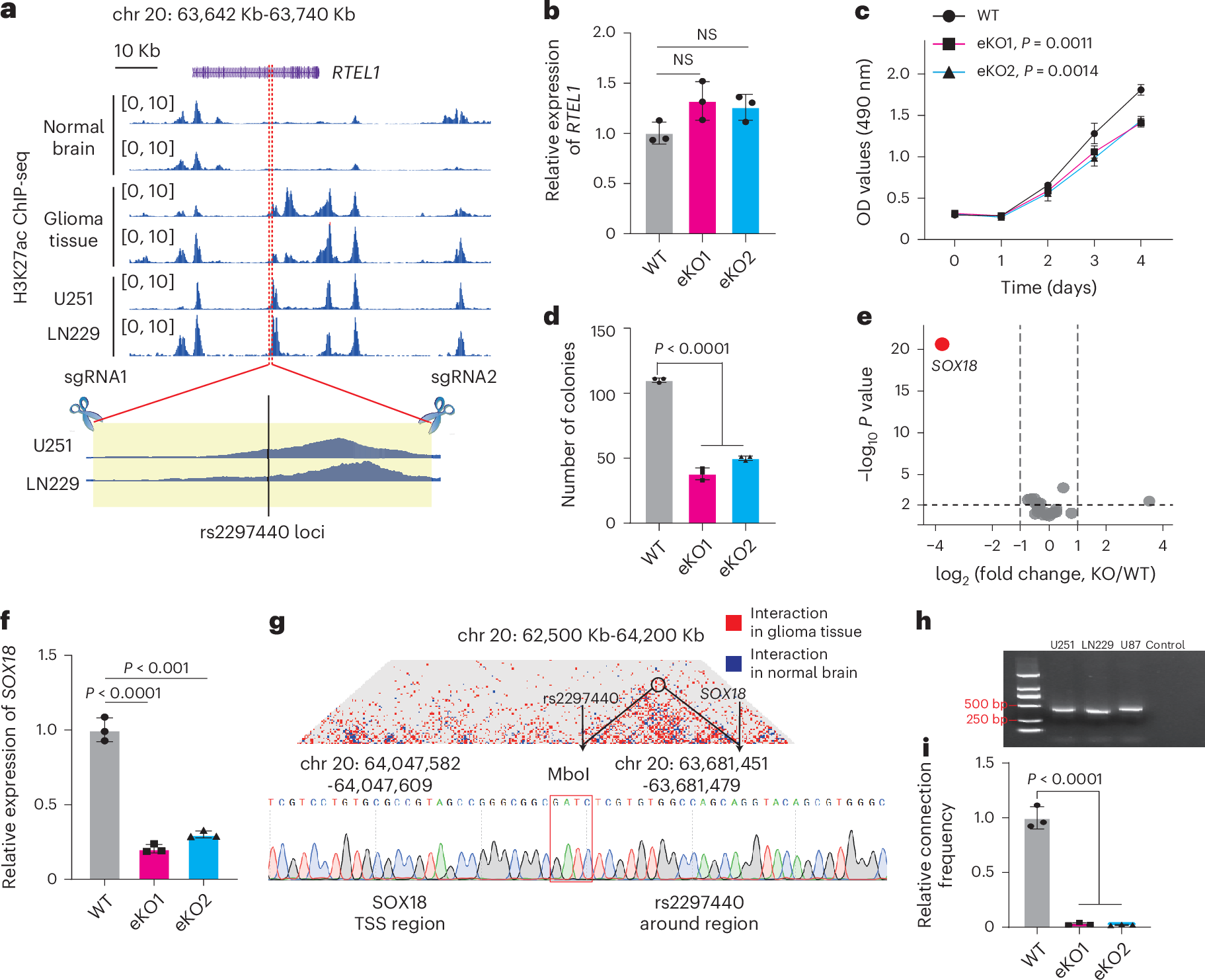 Fig. 4: The SNP rs2297440-associated enhancer promotes glioma progression by regulating SOX18 expression.