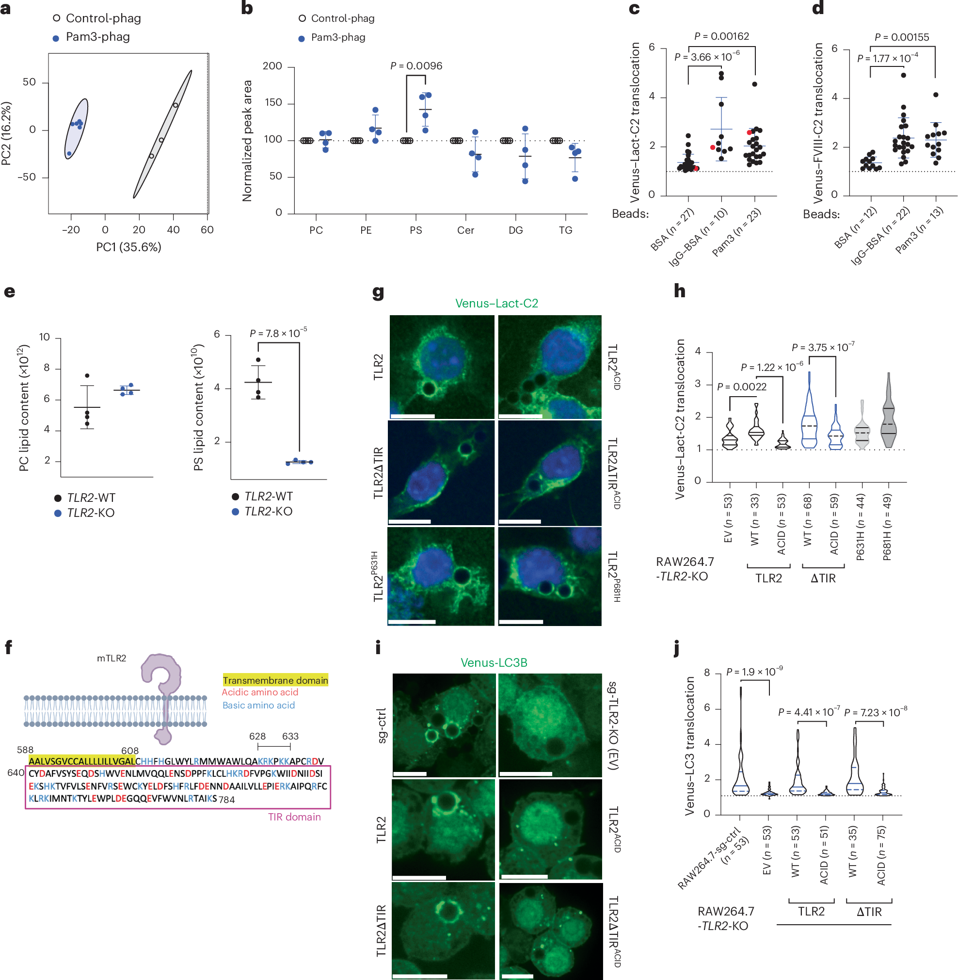 Membrane receptors cluster phosphatidylserine to activate LC3