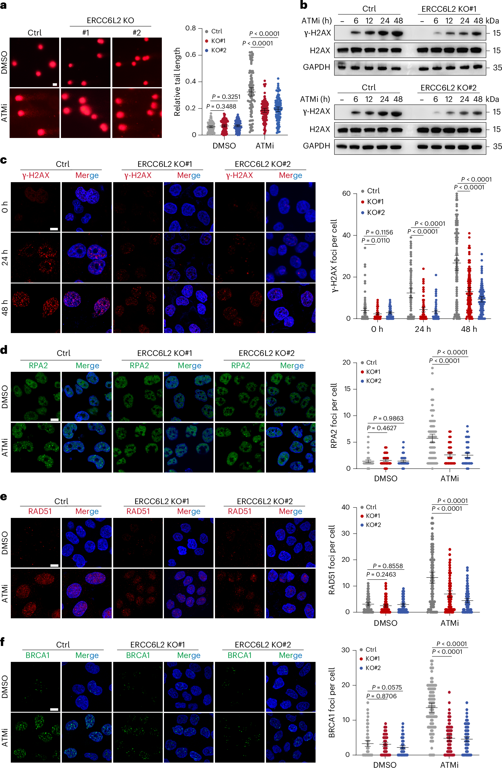 Fig. 2: KO of ERCC6L2 reduces DNA damage induced by the ATMi.