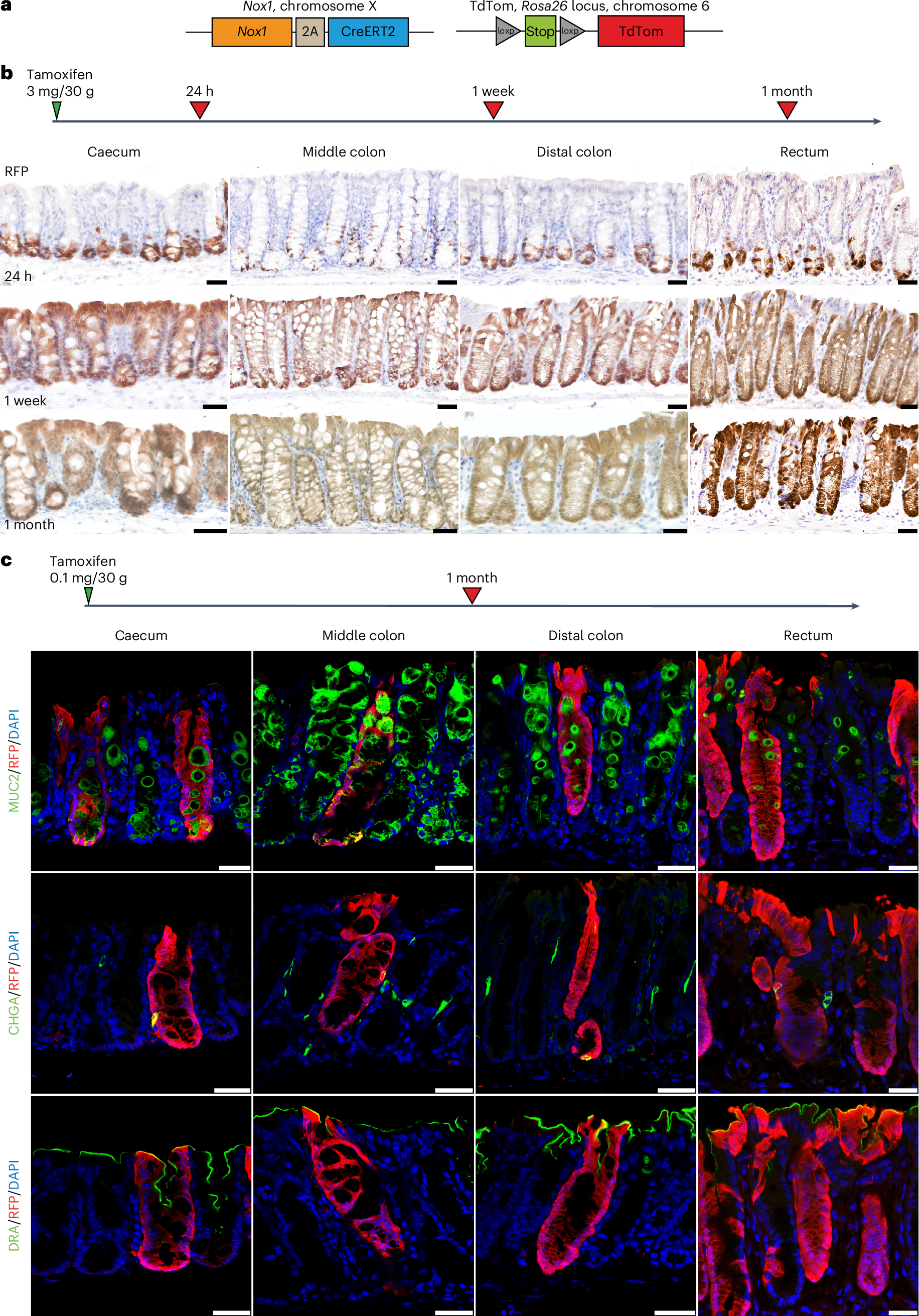 Fig. 5: NOX1-expressing colon cells are self-renewing, multipotent stem cells in vivo.