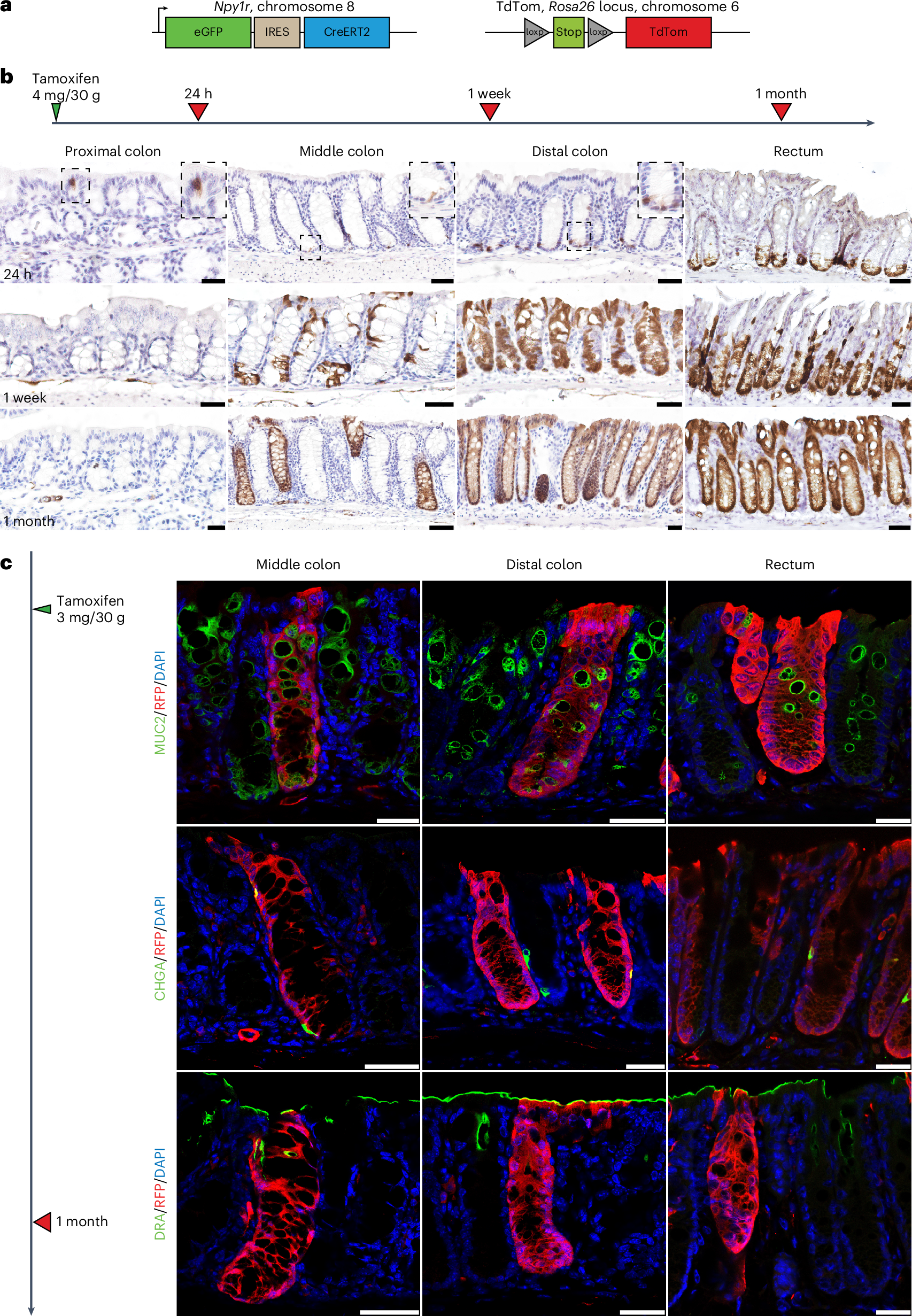 Fig. 6: NPY1R-expressing colon cells are self-renewing, multipotent stem cells in vivo.