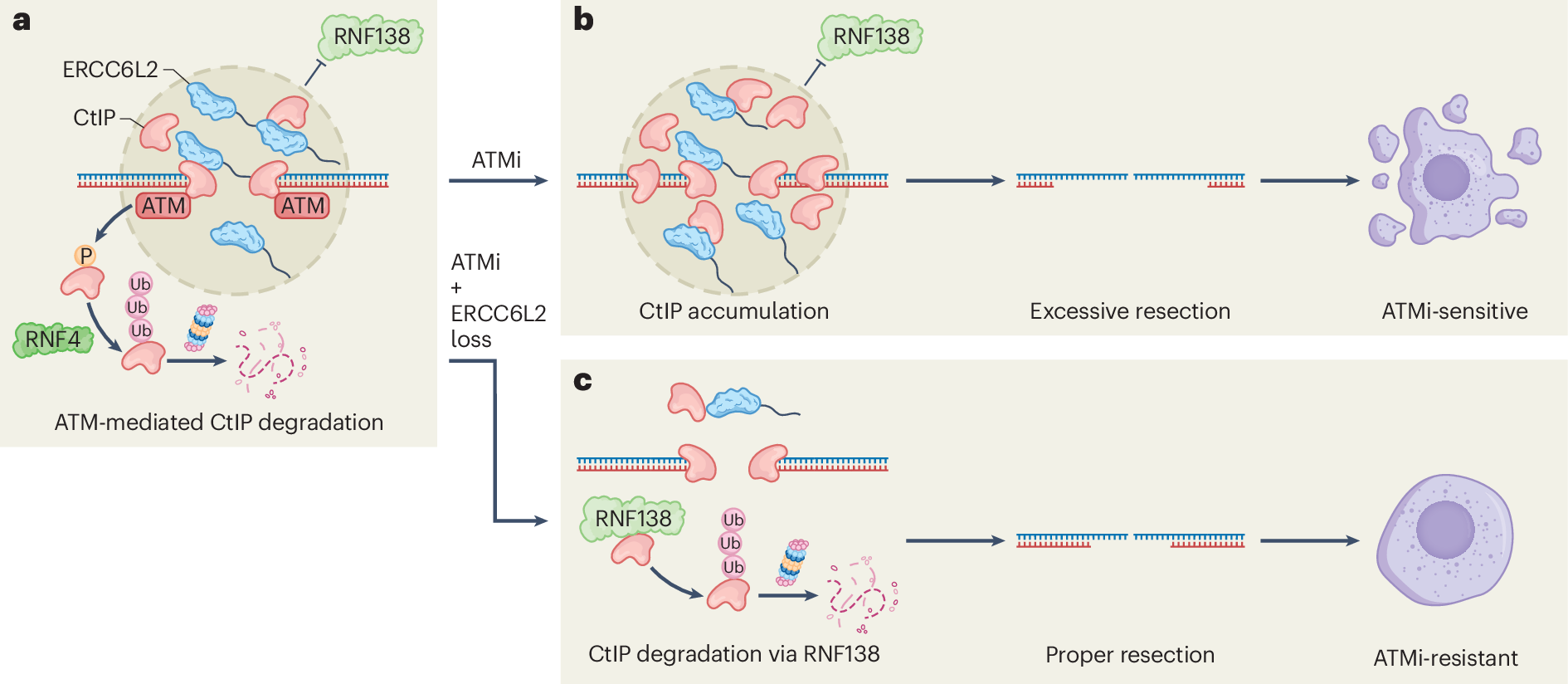 ERCC6L2–CtIP condensation tunes end resection | Nature Cell Biology