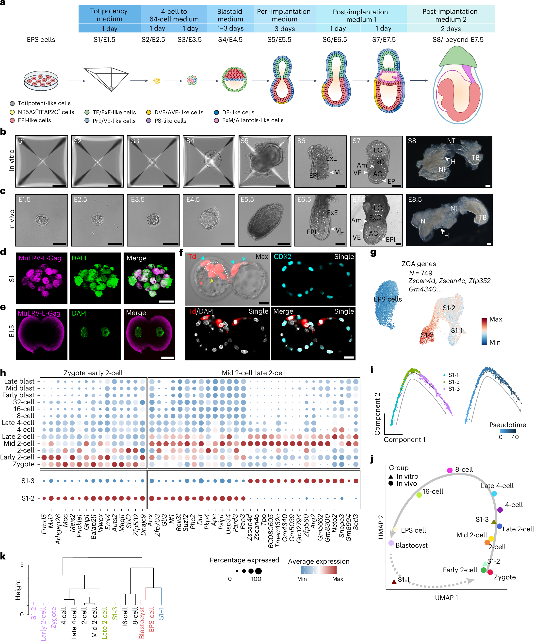 Fig. 1: Chemically induced totipotent-like cells capture key features of mouse two-cell embryos.