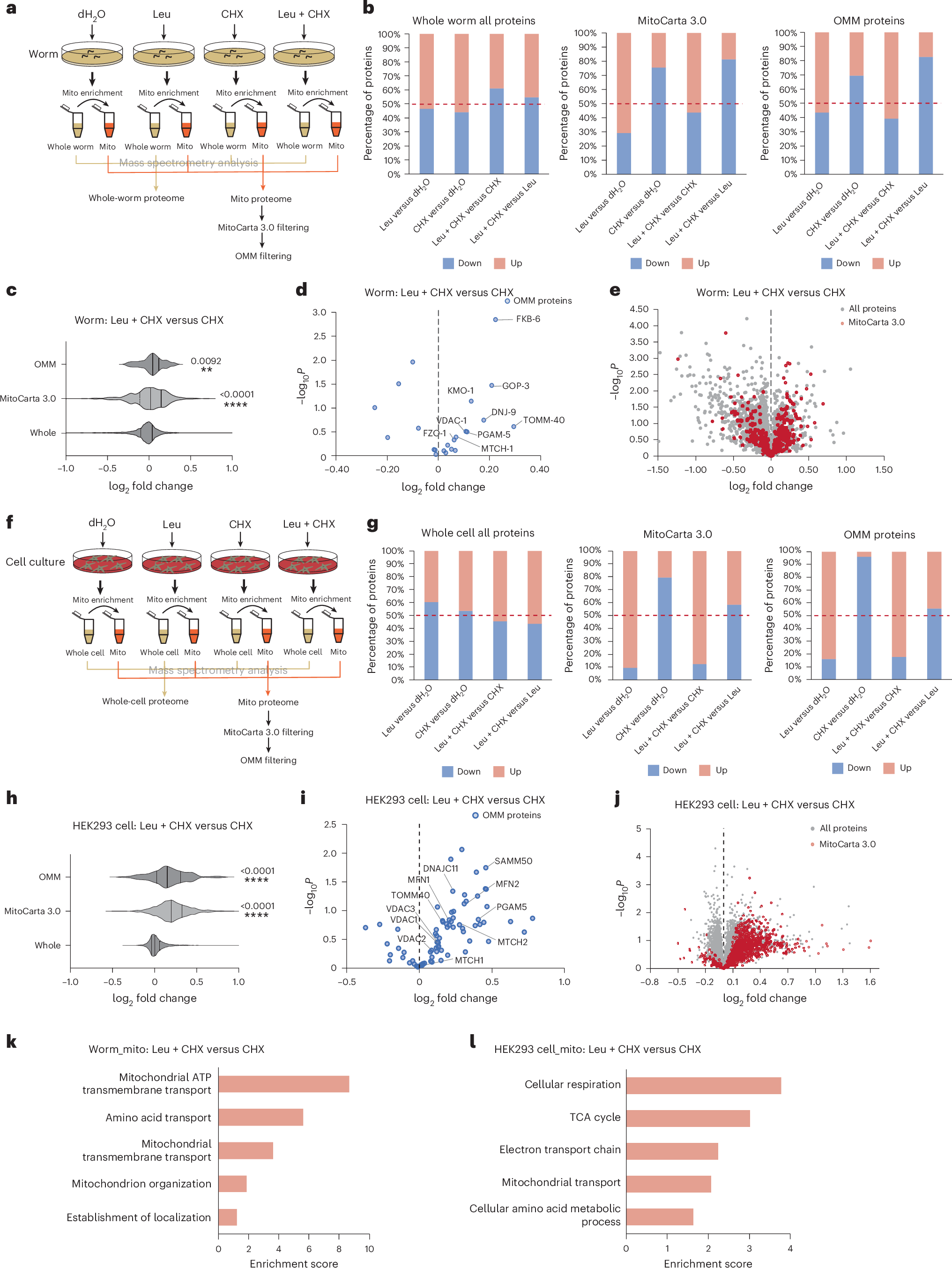 Fig. 4: Leu supplementation reduces the degradation of endogenous OMM proteins and increases mitochondrial protein content.