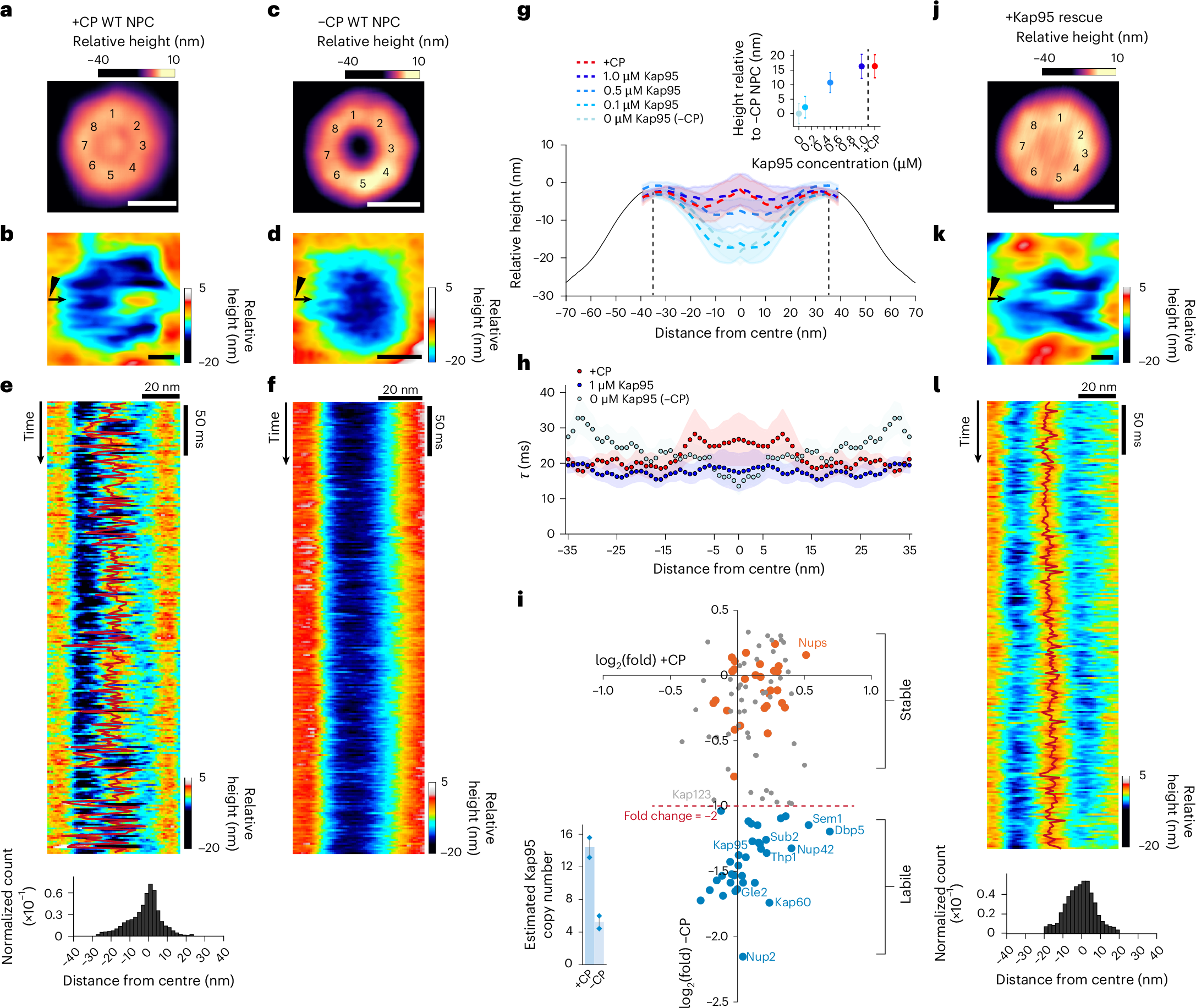 細胞核膜の「核膜孔複合体」を制御する動的メカニズムの新モデルを提示(New model demonstrates how a dynamic mechanism regulates traffic through the nuclear pore complex)