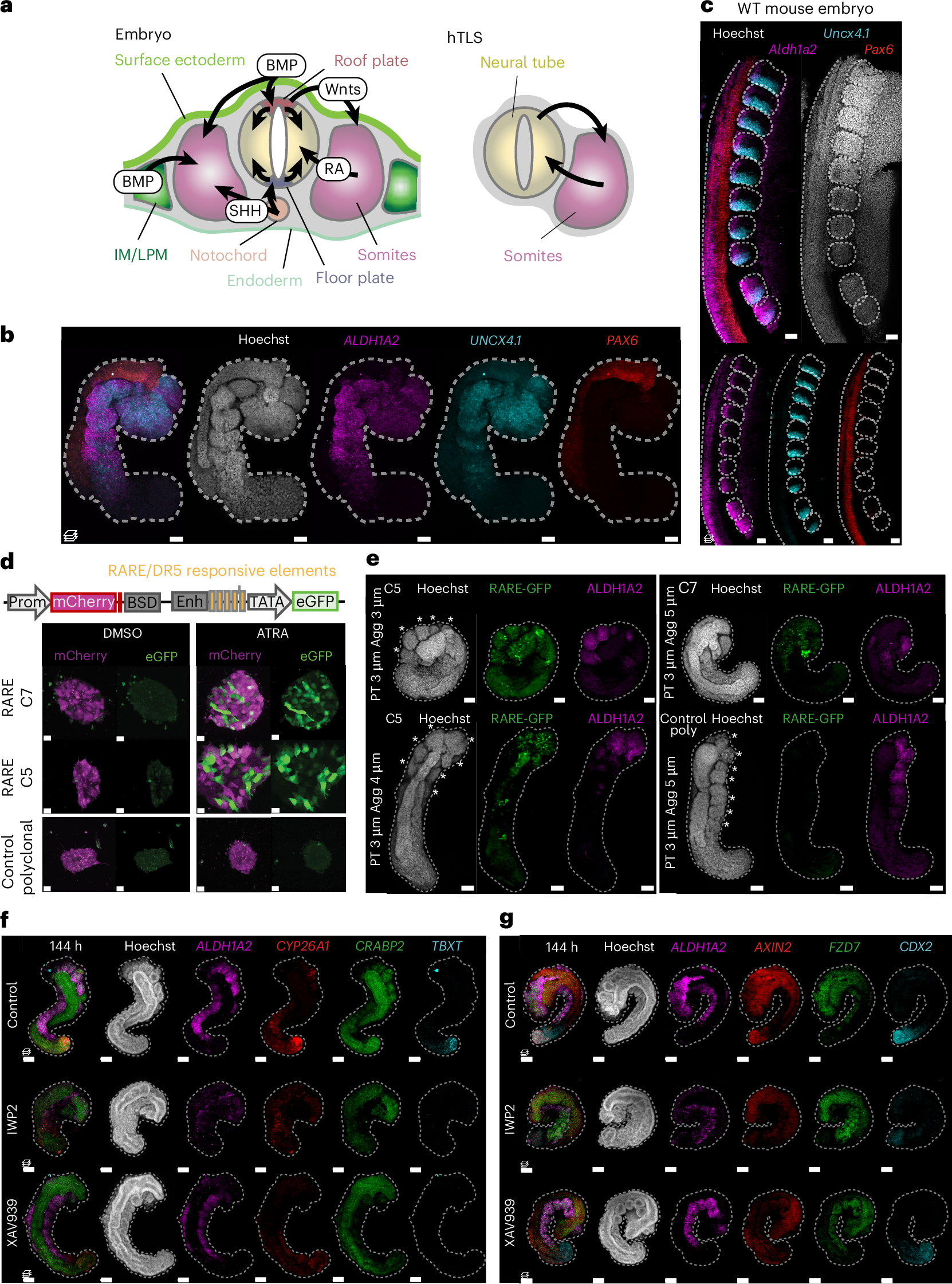 Fig. 5: Interactions between somites and the neural tube in hTLS and embryos.