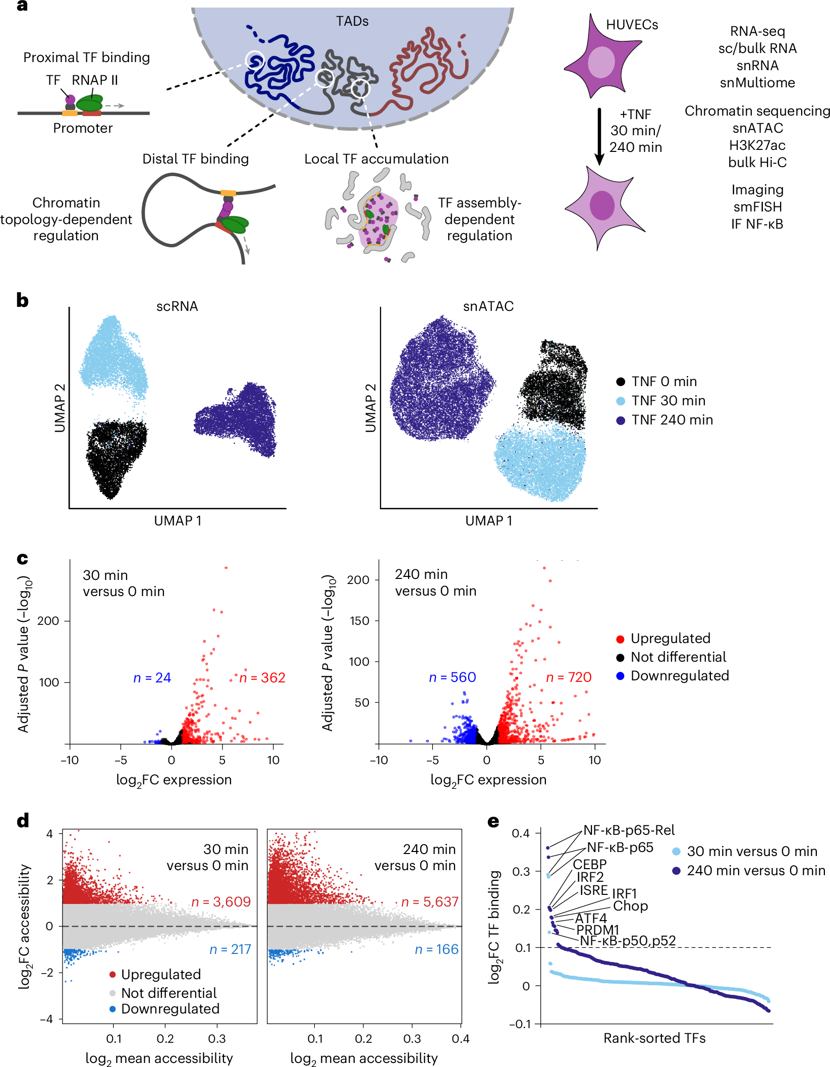 Two distinct chromatin modules regulate proinflammatory gene expression |  Nature Cell Biology