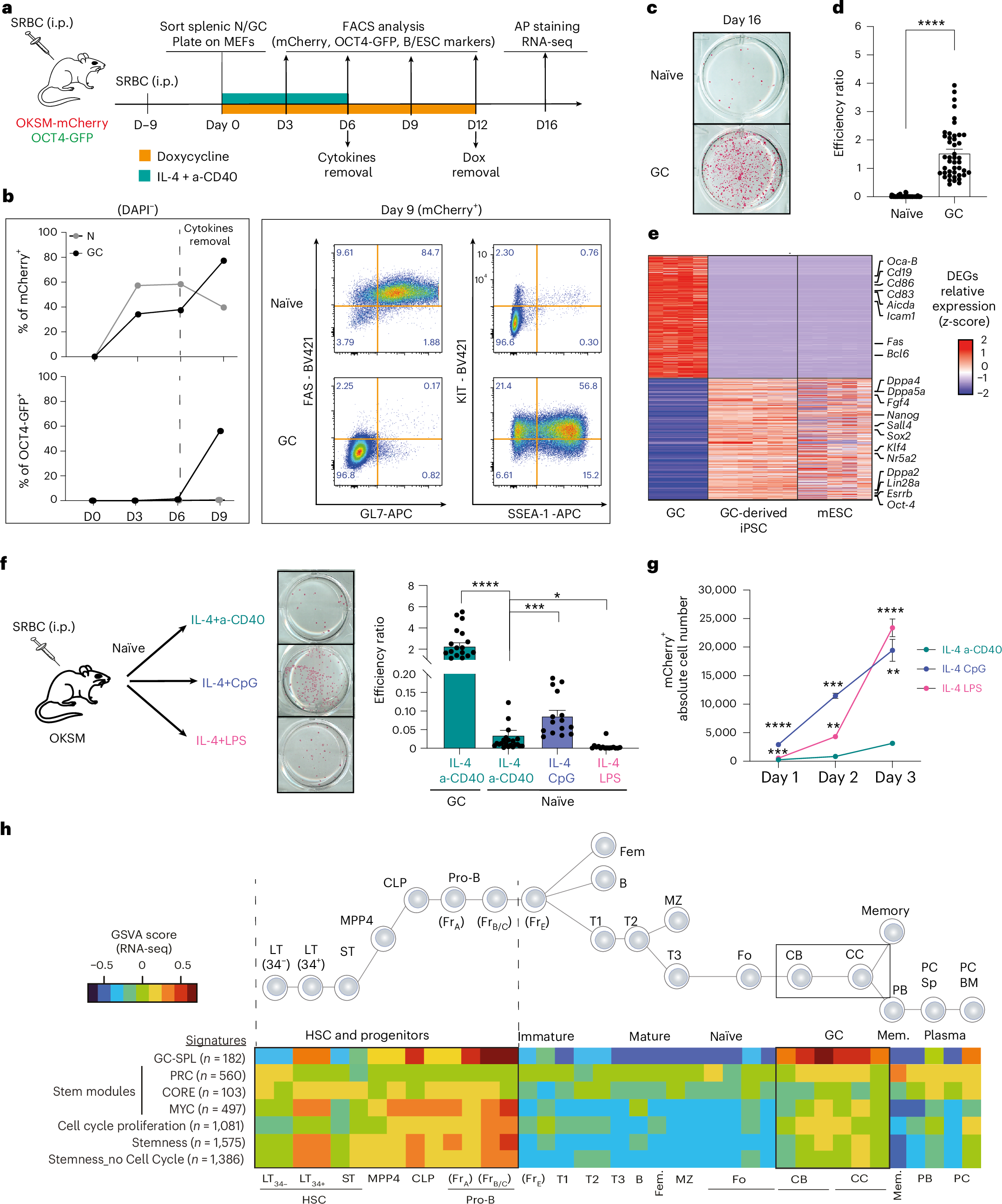 T follicular helper cells transiently unlock a plasticity state in germinal  centre B cells during the humoral immune response | Nature Cell Biology