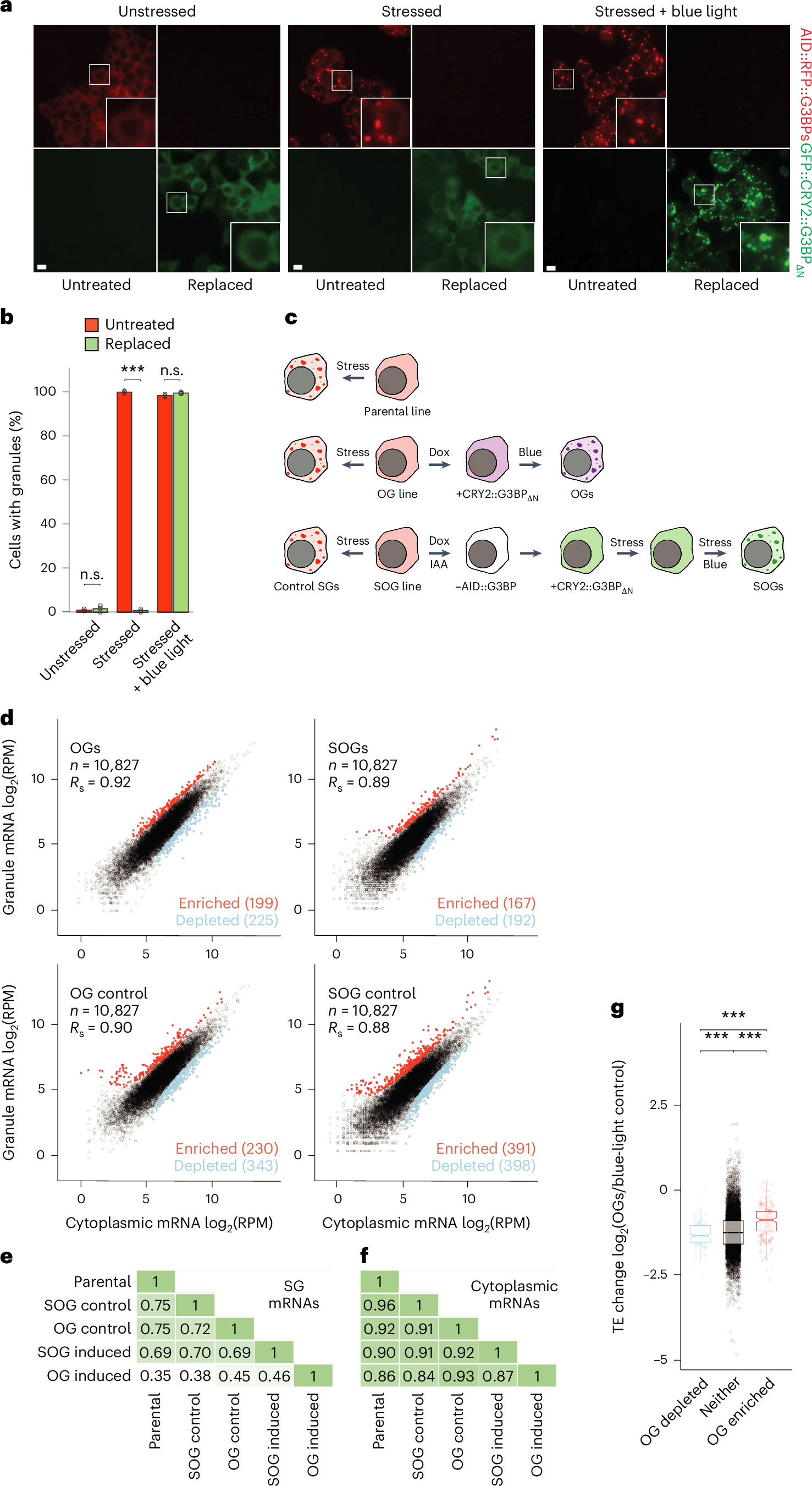 Fig. 5: OGs require stress to recruit the SG transcriptome.
