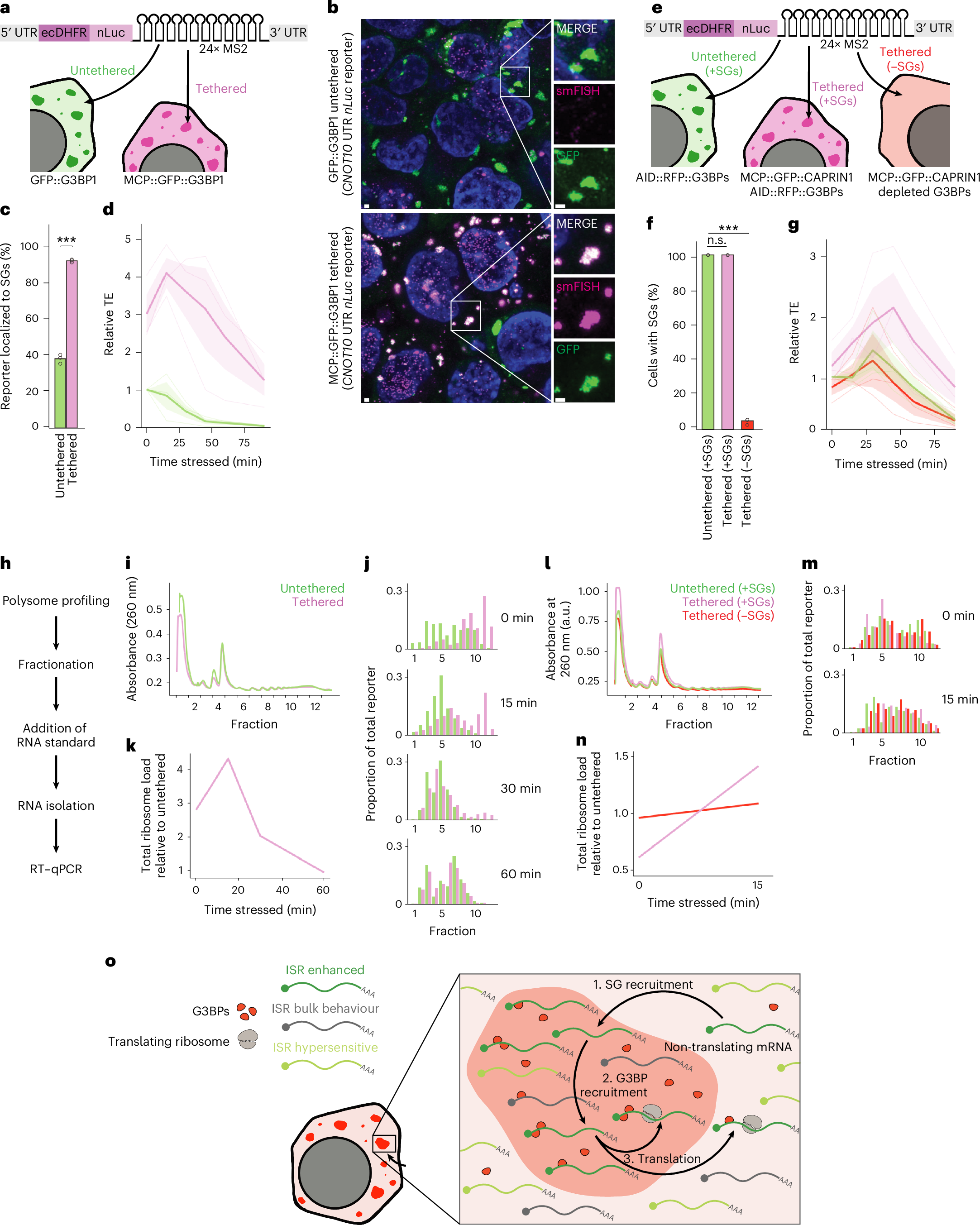 Fig. 6: Tethering to SGs imparts resistance to ISR translation shutdown.
